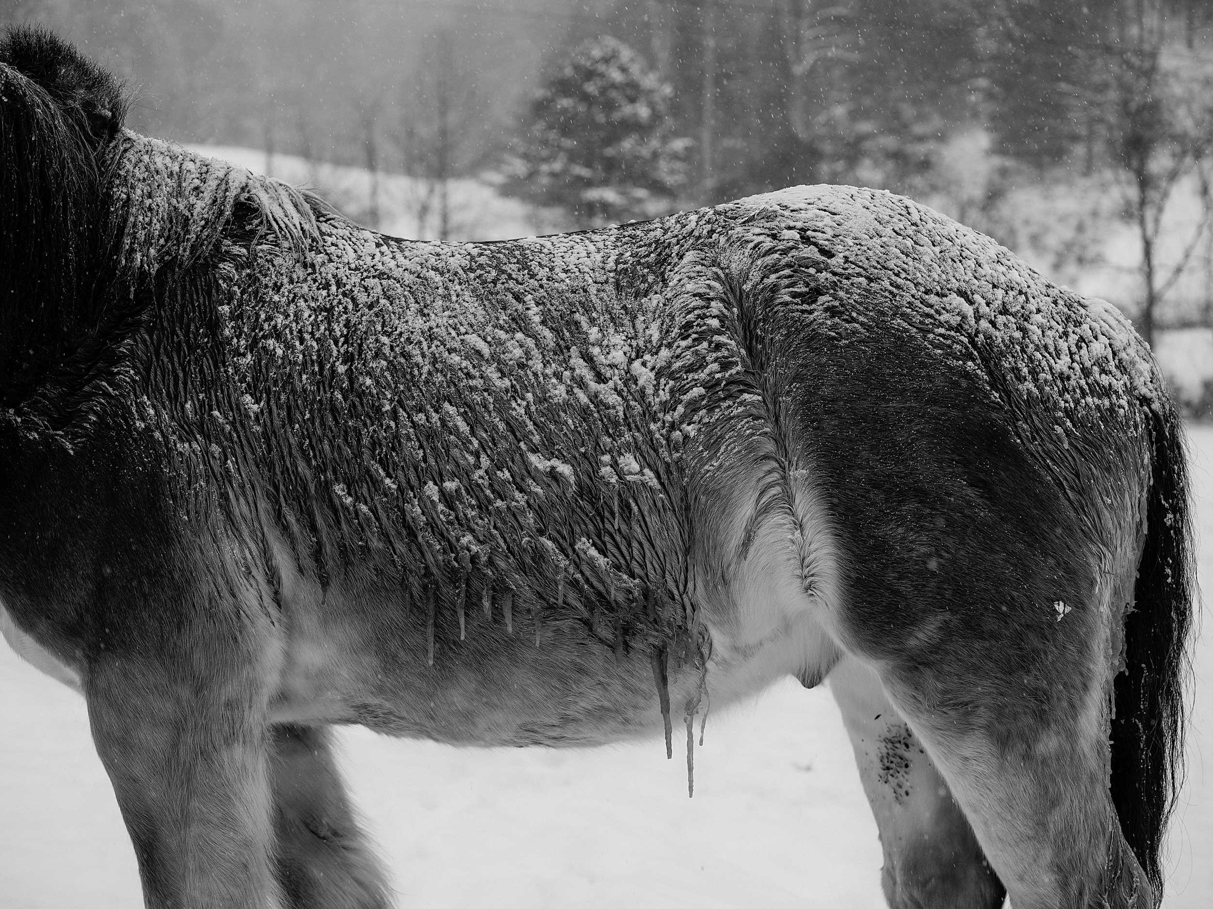 A beautiful black and white documentary photograph of a horse standing in winter weather, its thick coat and back heavily dusted with frost and fresh snow against a soft, wooded mountain background in Appalachia.