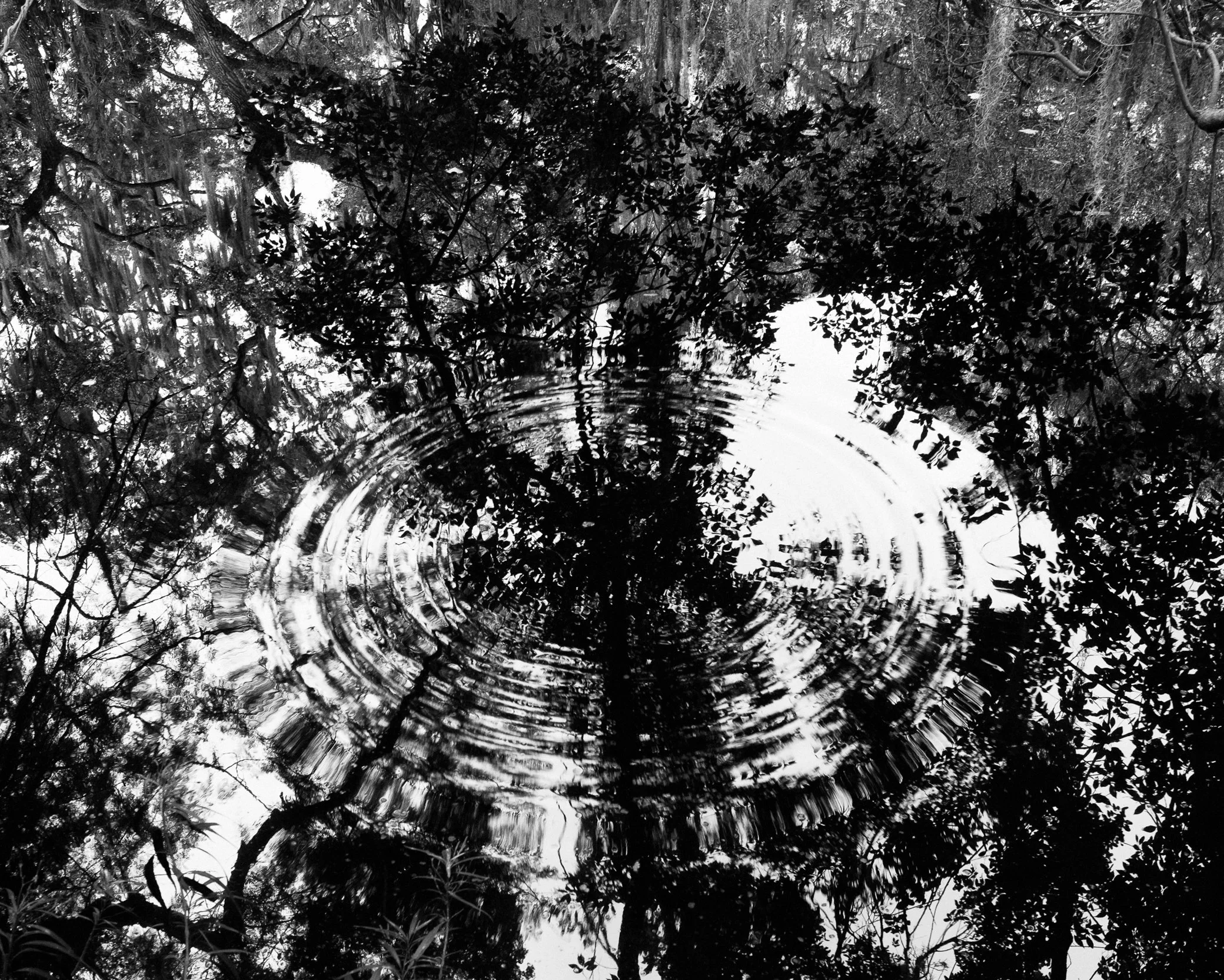 A high-contrast black and white fine art photograph capturing perfect concentric ripples expanding across a water surface, blending with the sharp, complex reflection of dense tree branches and Spanish moss overhead.
