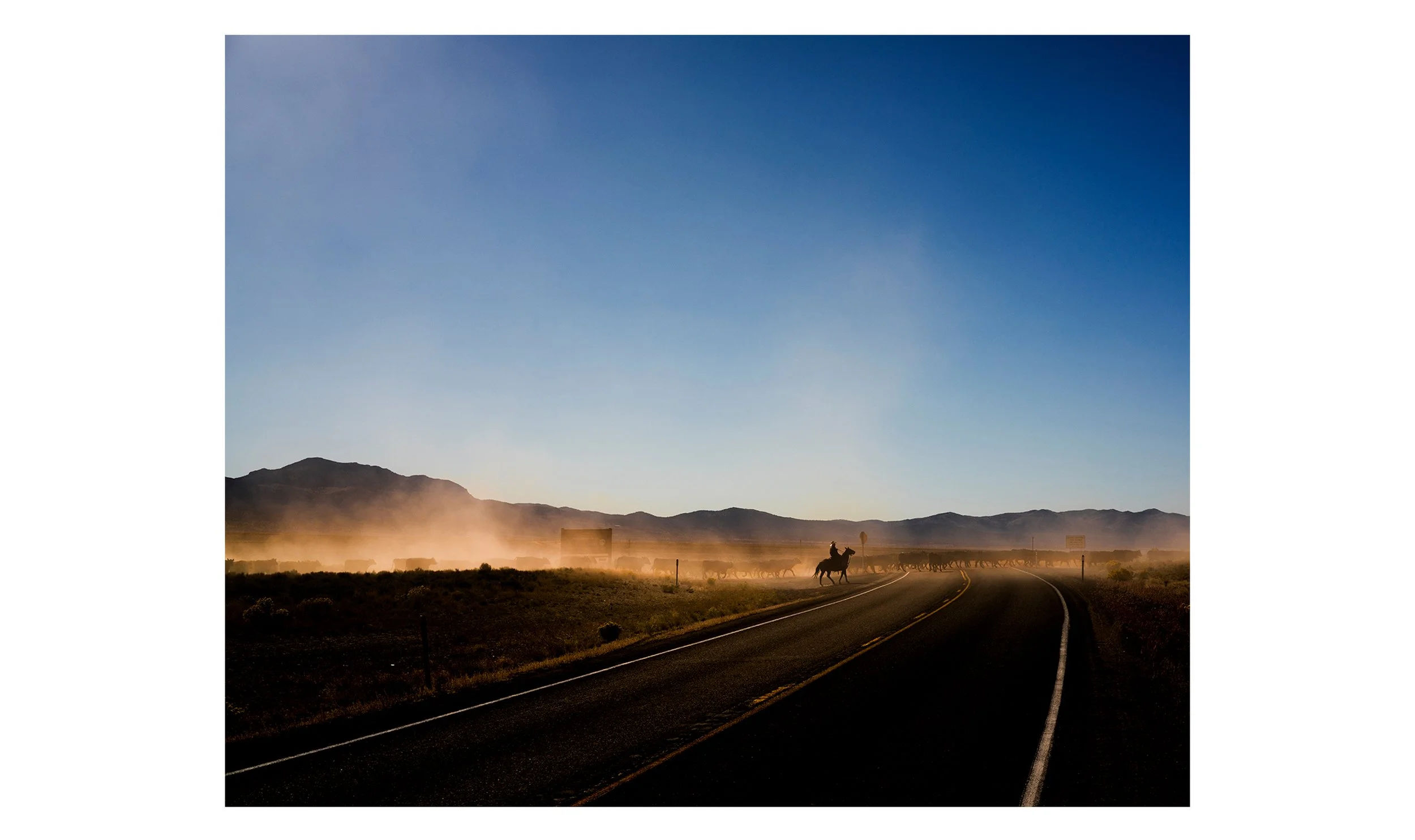 A wide color documentary photograph of a cowboy on horseback herding a line of cattle across a dusty desert highway under a clear blue sky, from the Connecting Hwy 80 project by Parker J Pfister.