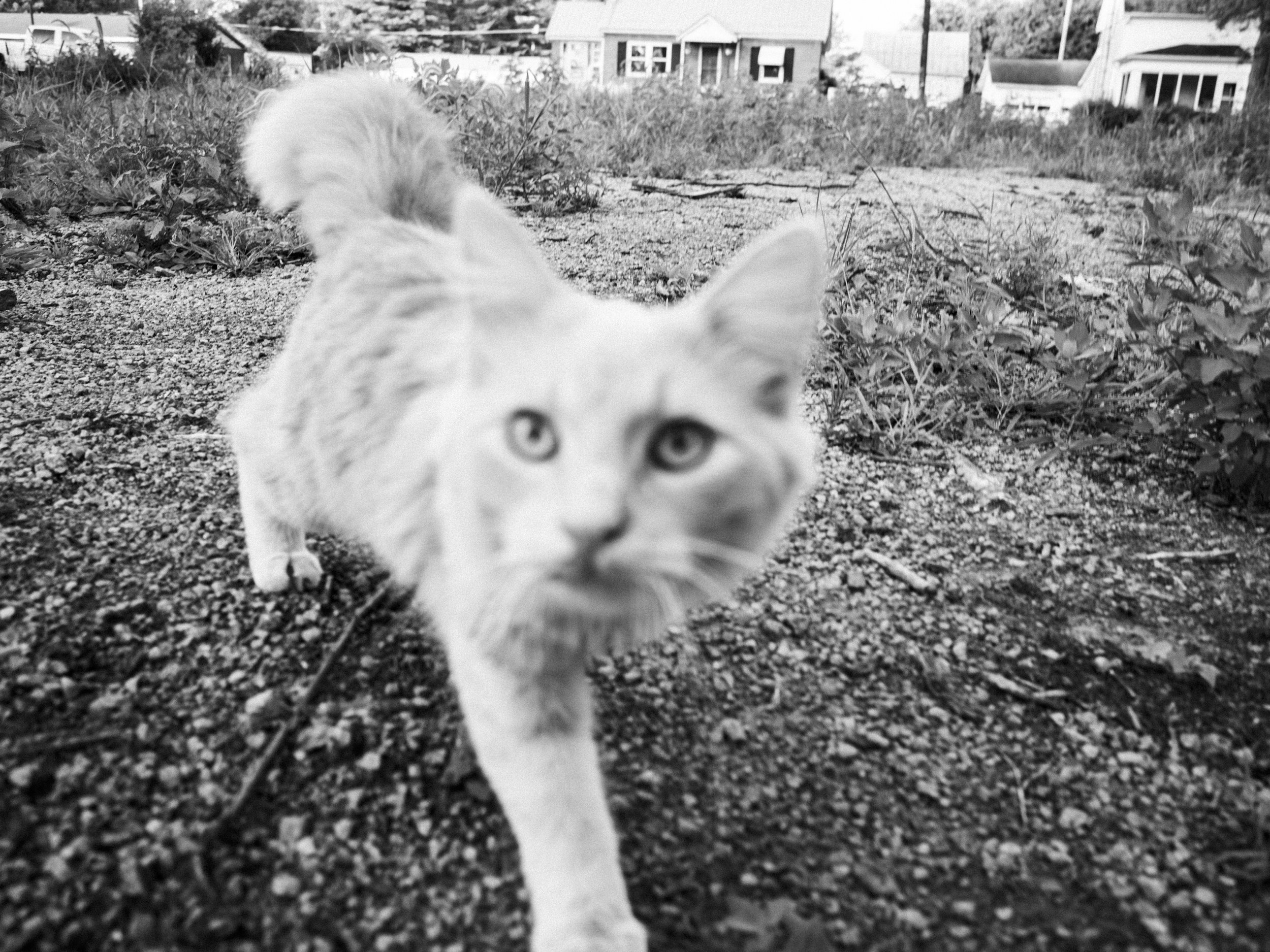 A close-up, wide-angle black and white photograph of a cat walking directly toward the camera across a gravel lot in a rural residential area, from One Way Out, Lord by Parker J Pfister.