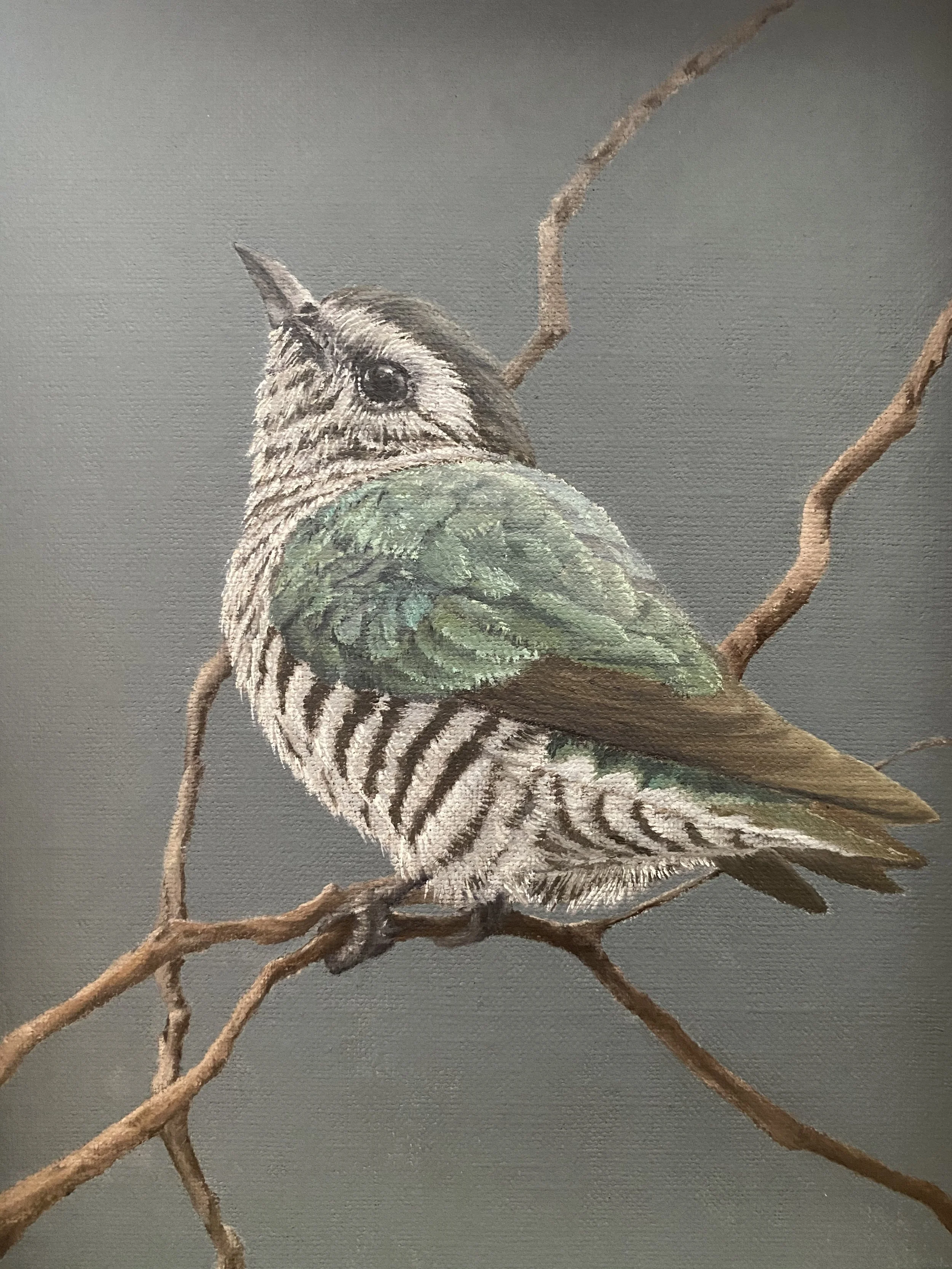 Shinning Cuckoo