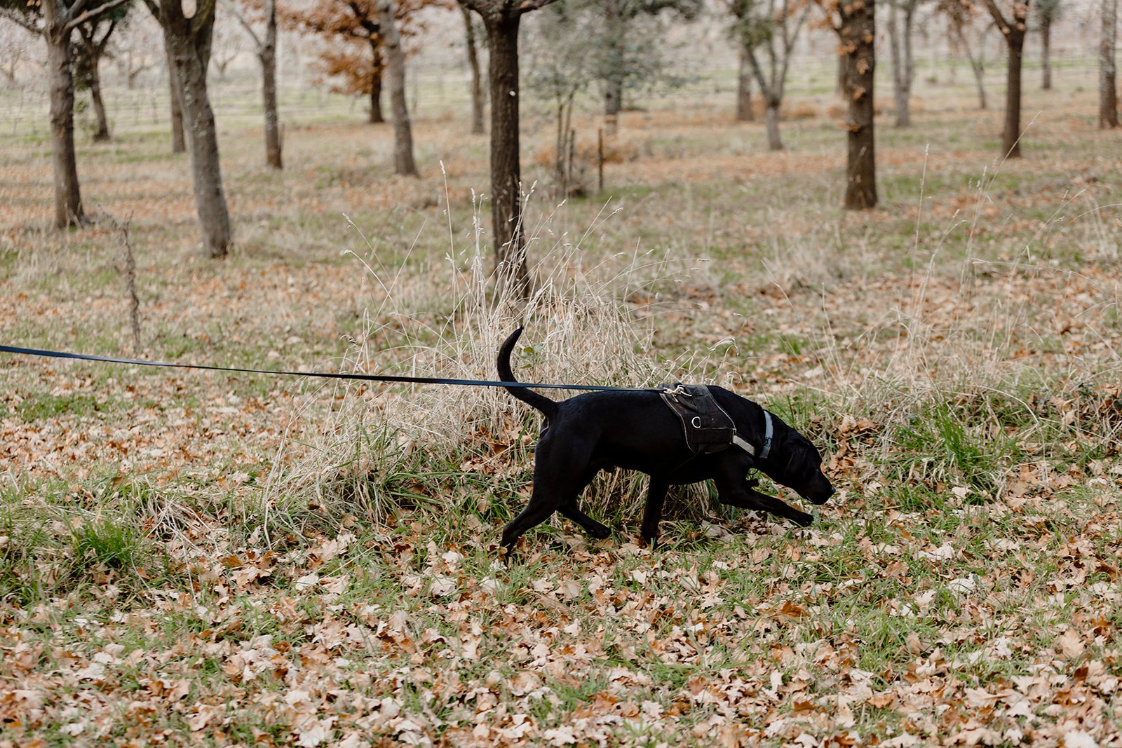 Truffles At Borrodell Vineyard Orange (144).jpg