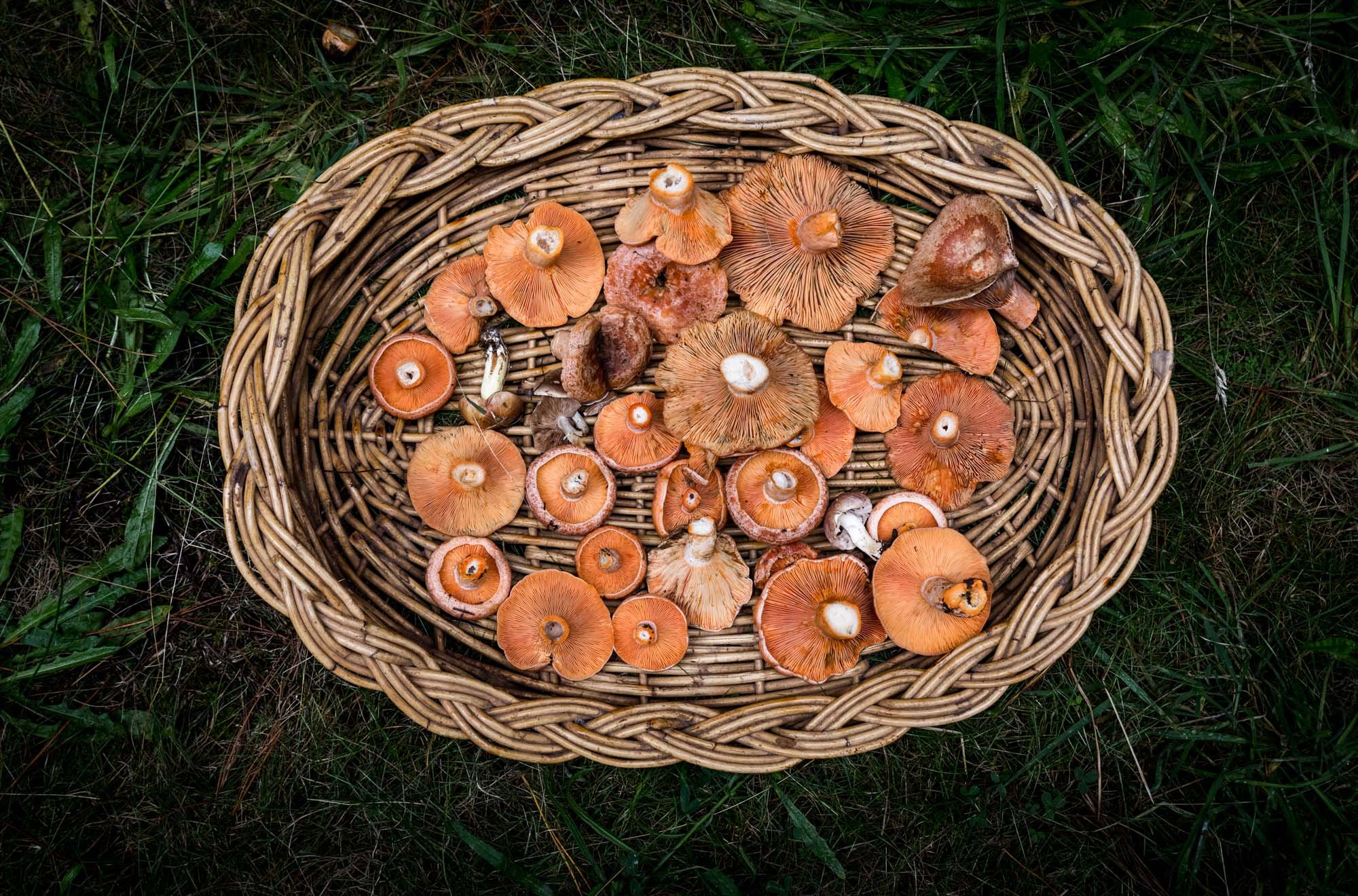 Pine Mushrooms.jpg