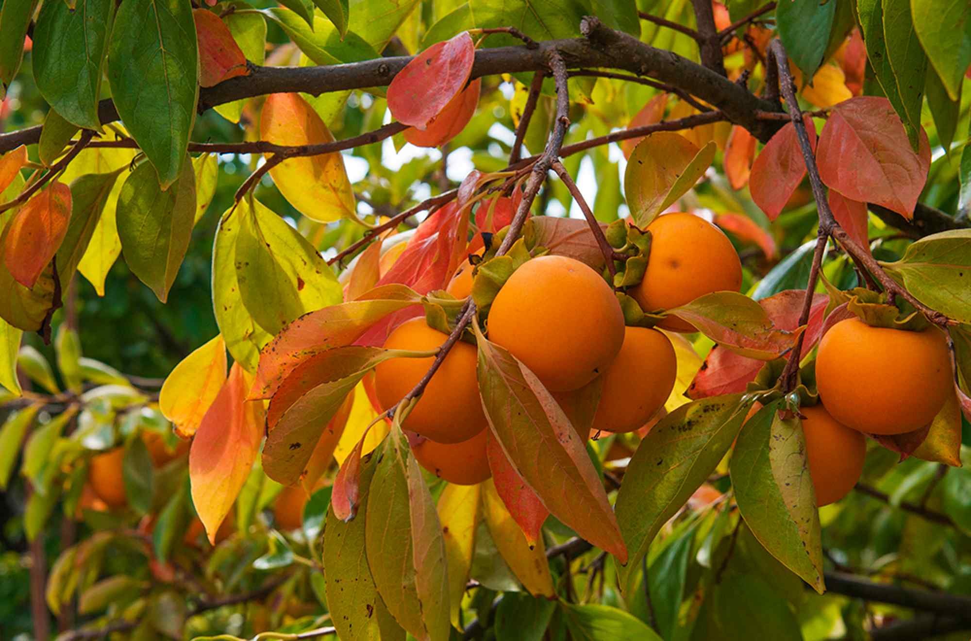 Orchard Tours Orange, Borrodell Estate.jpg