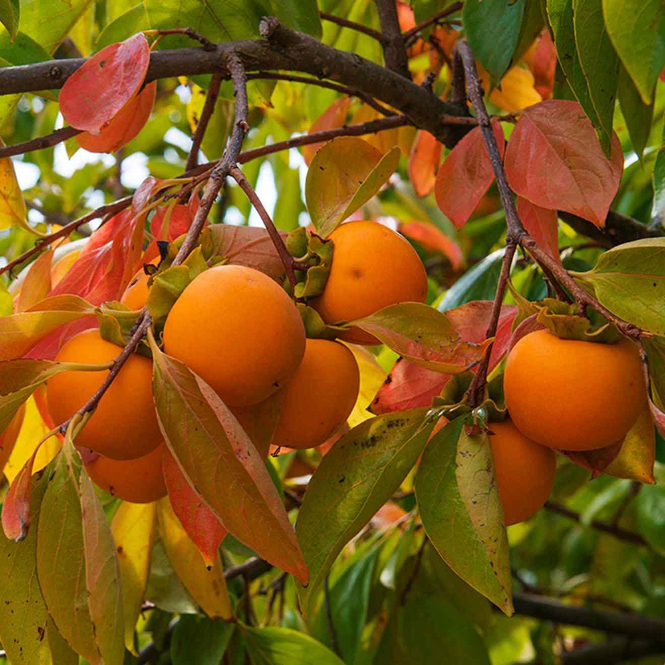 Orchard Tours Orange, Borrodell Estate.jpg