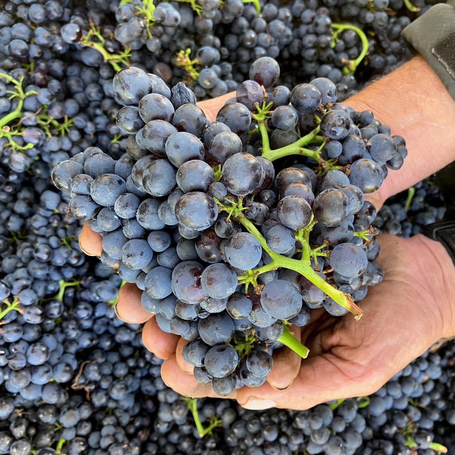 meunier grapes3.jpg