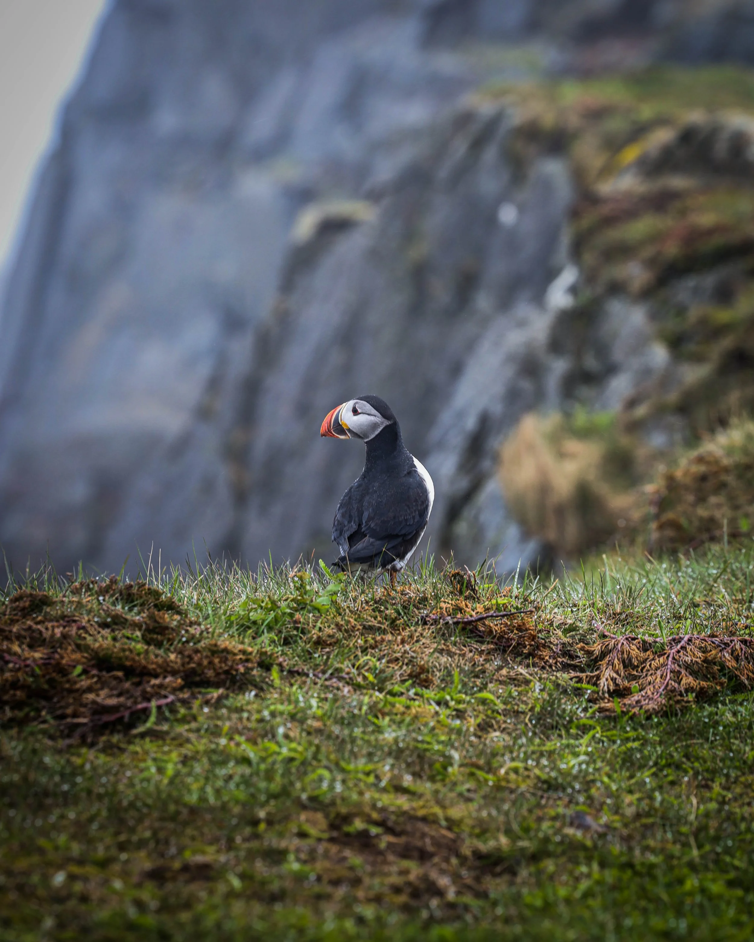 puffin2.jpg