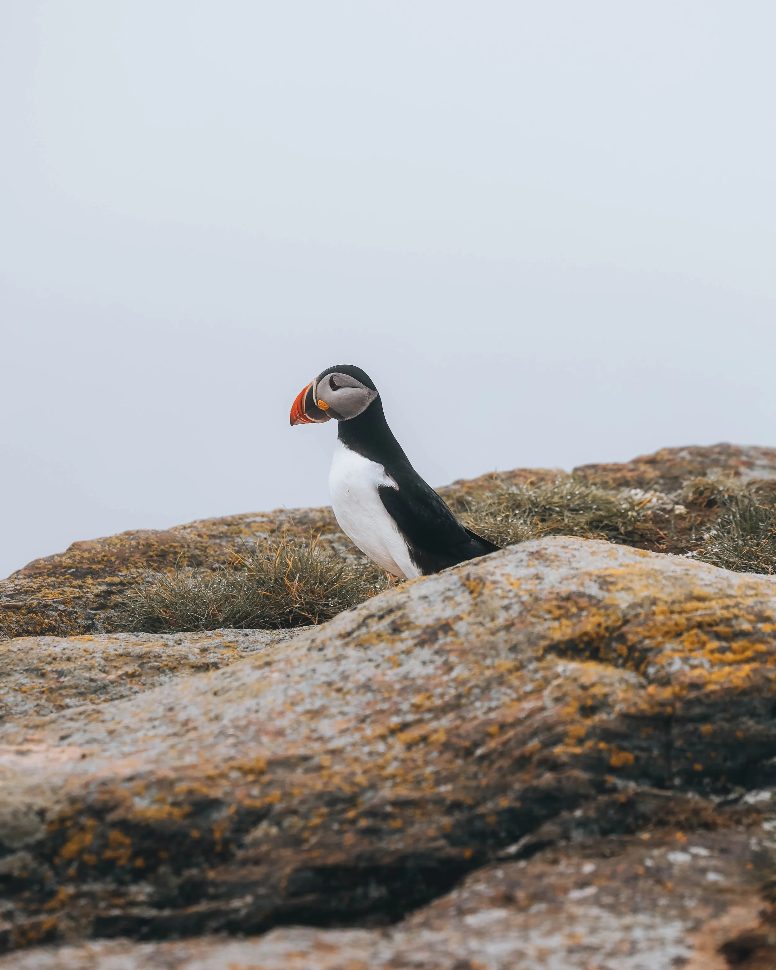 puffin.jpg