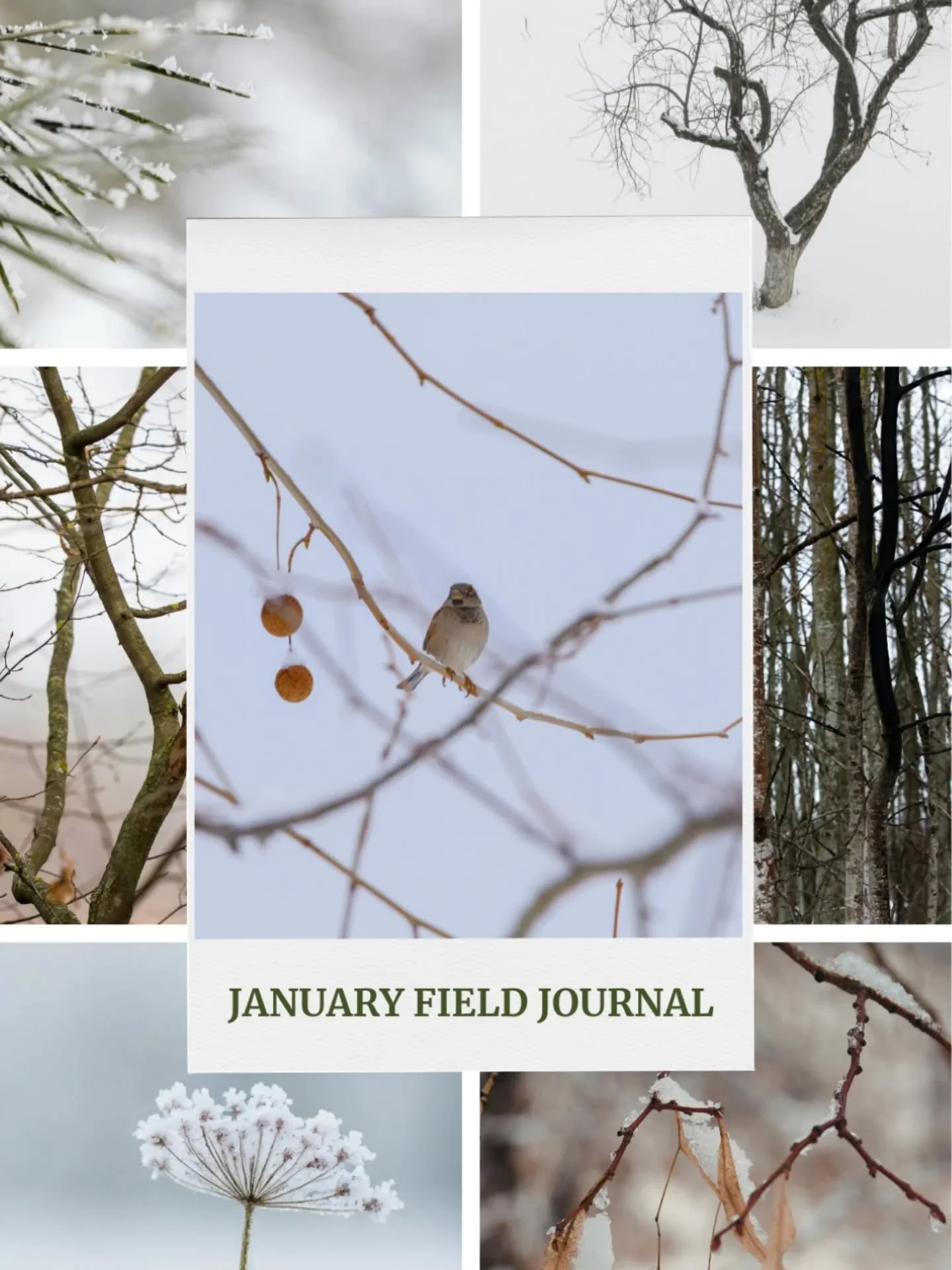 First Field Journal prompt of the year!! 

Winter is a time for stillness. ❄️ 

Your entry can be a sentence, a sketch, keep it simple. 

The goal is just to be still and notice. 

And share! Use #yoafieldjournal and tag @rootedwildadventureco . I'd 