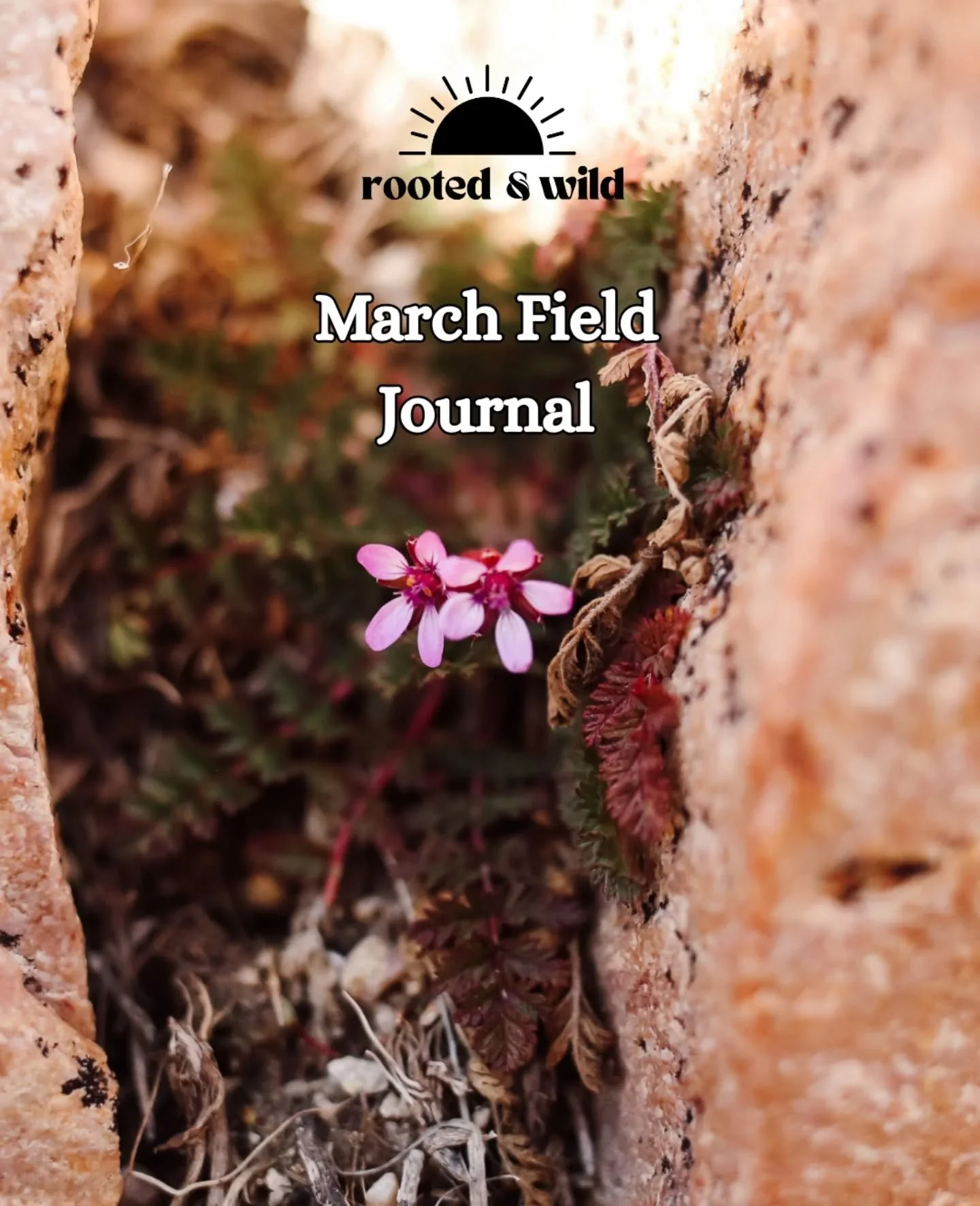 Early spring means emergence. I'm feeling all the changes coming. 

Let me see how your field journal is coming along!! 

#yoafieldjournal