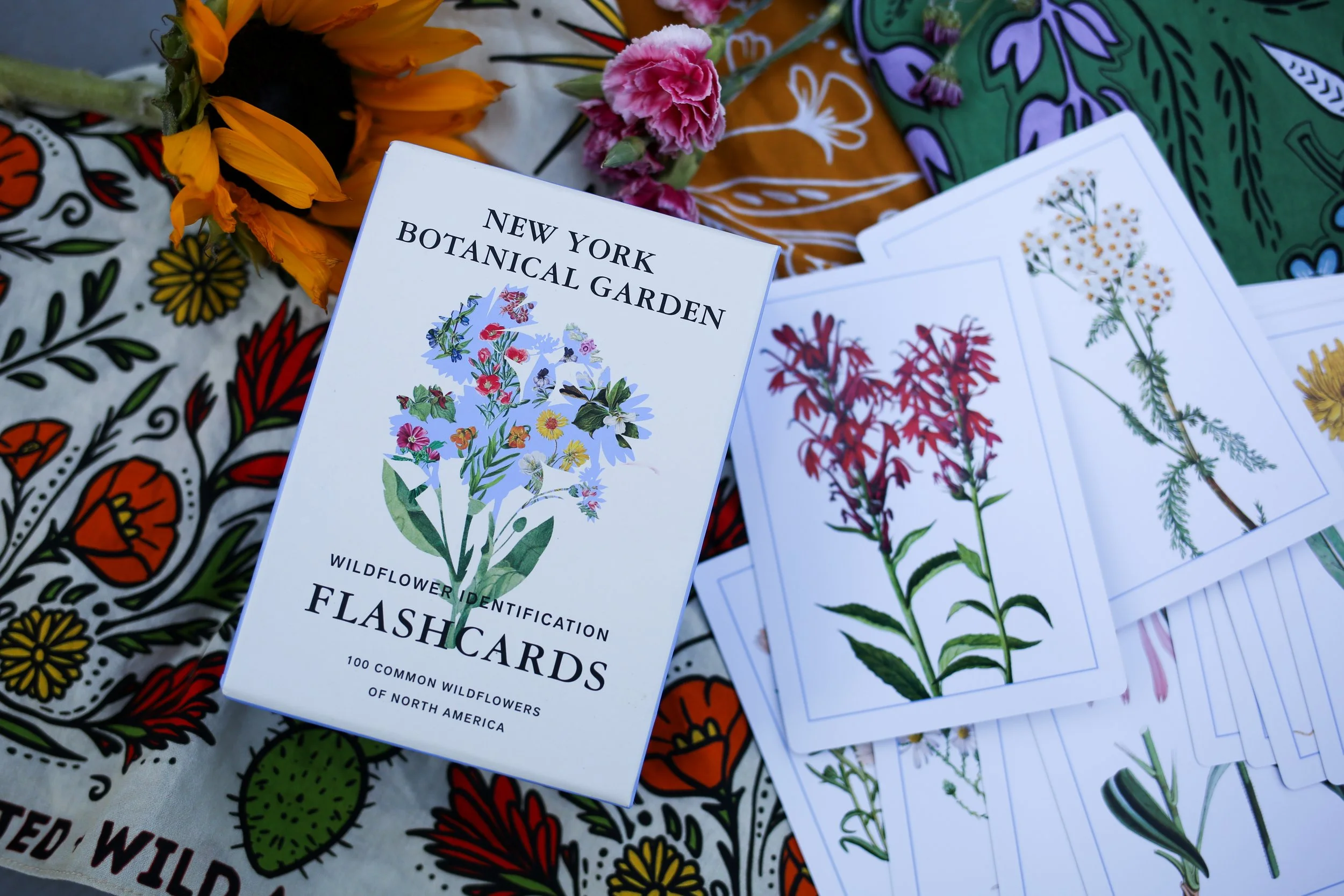 Wildflower Identification Flashcards
