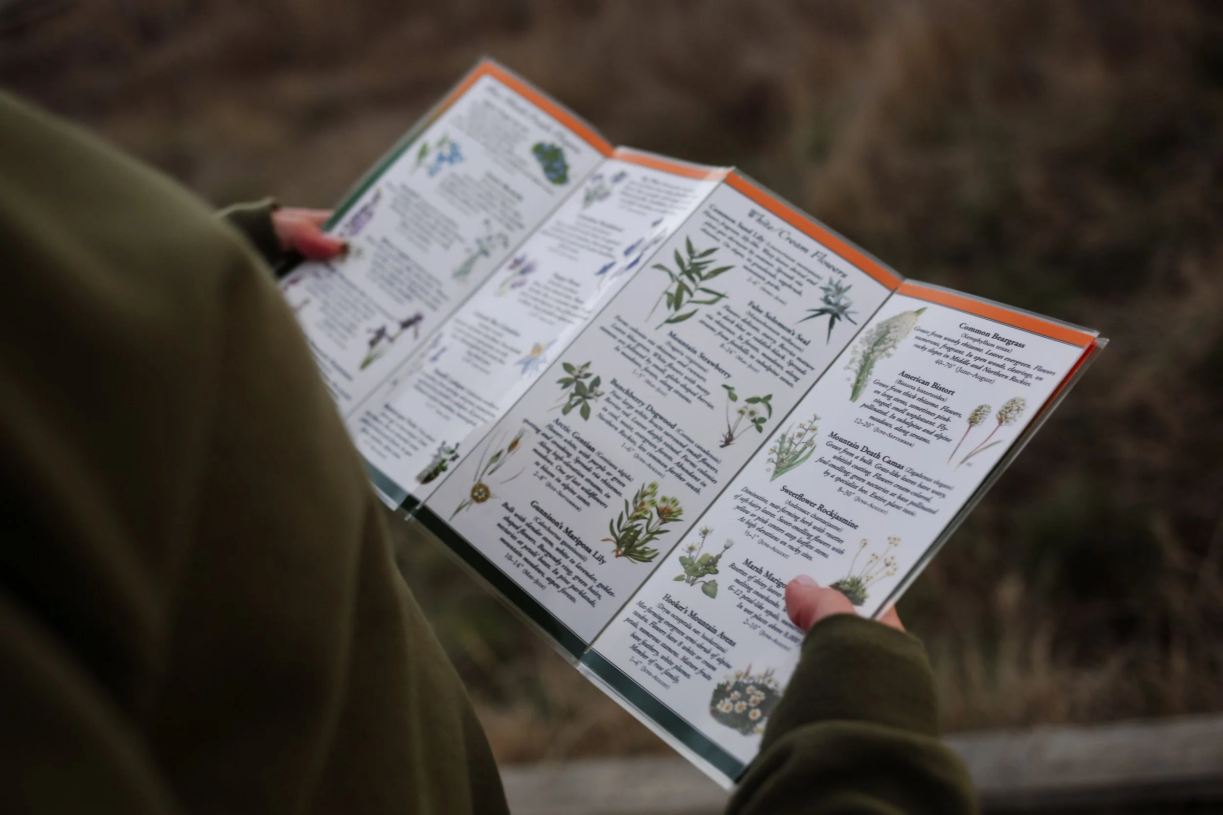 Wildflowers of the Rocky Mountain Region field guide