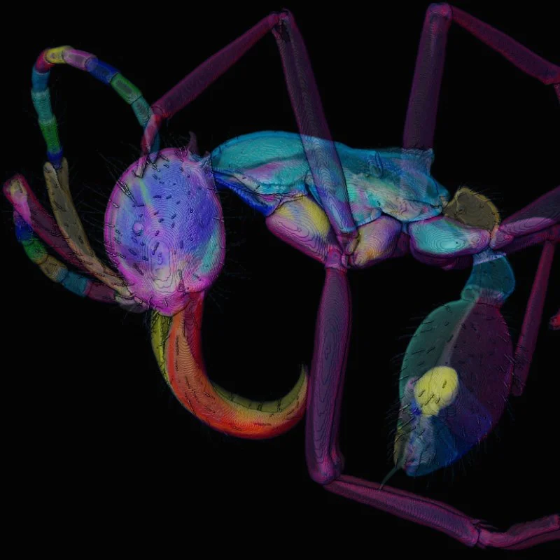 Antscan in the media