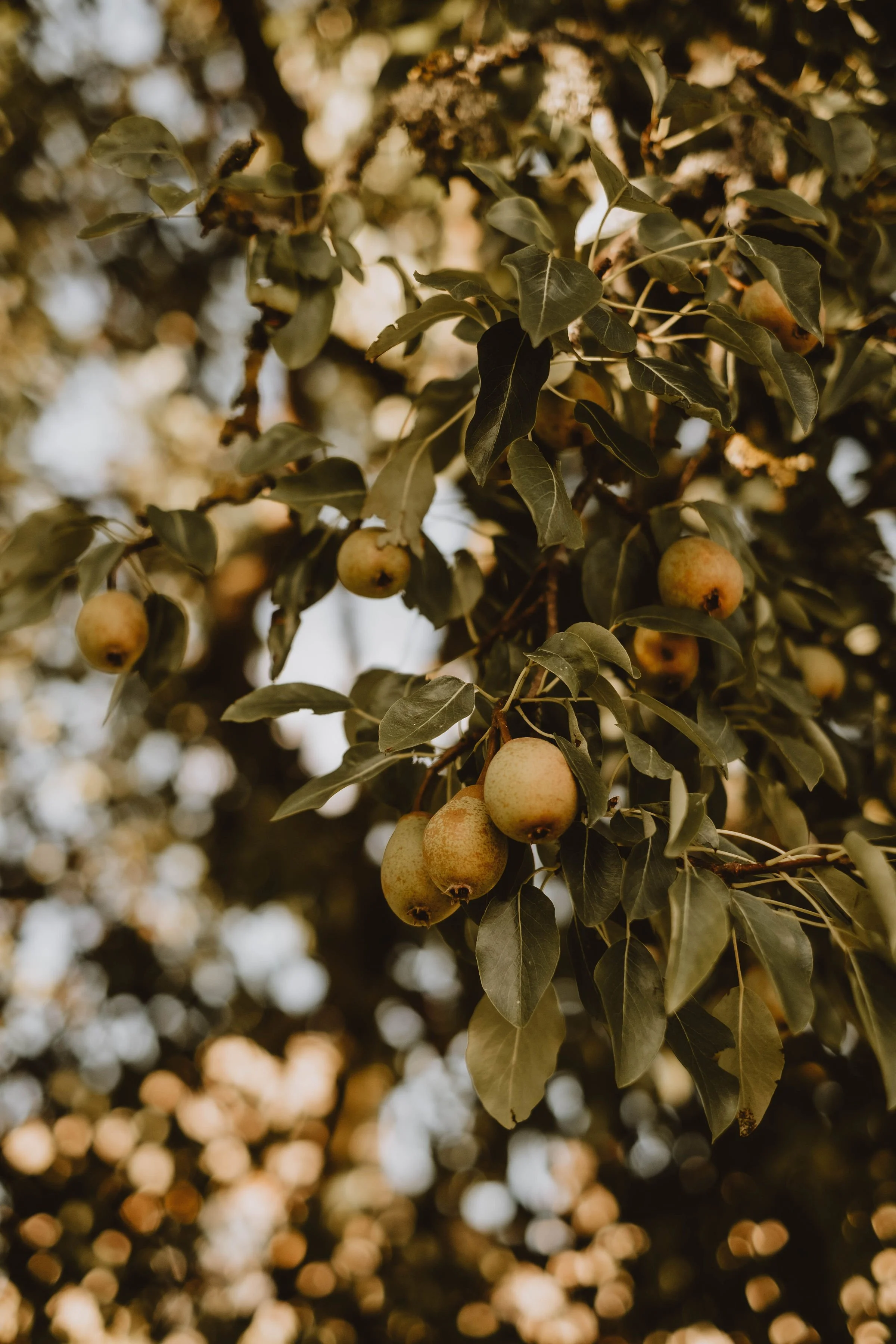 photosbyjessrose30-97.jpg