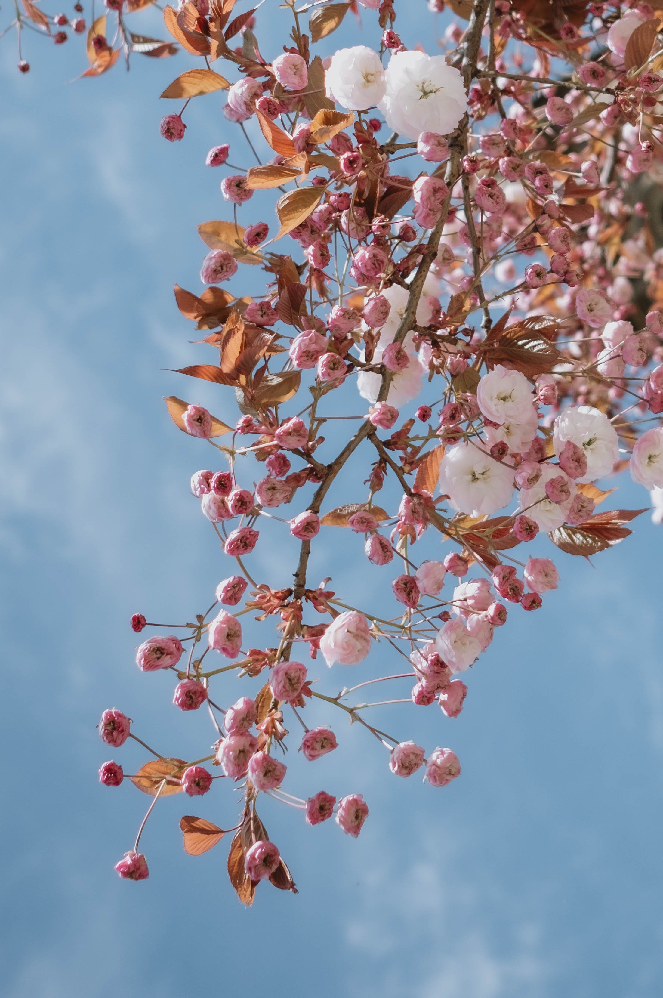 Cherry blossom branches with pink and white flowers against a blue sky.