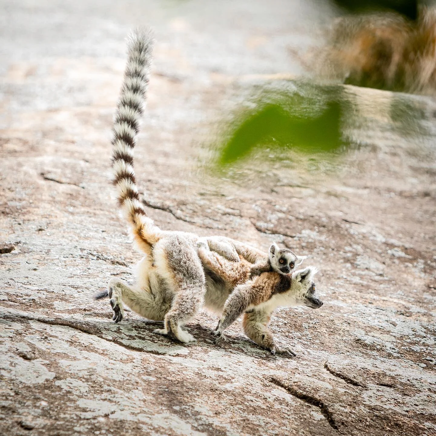 #canon #canonphotography #leica #hasselblad #madagaskar #lemur #animals #wildlife #naturephotography #natgeo #natgeotravel #nationalgeographic #wishanewcamera #artphotography #artphotogallery #globetrotter #yourshotphotographer