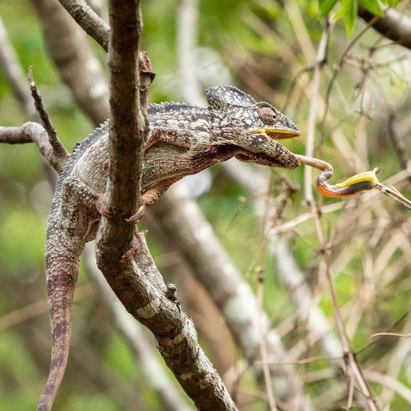 Chameleon
.
.
#canon #canonphotography #leica #hasselblad #madagaskar #chameleon #animals #wildlife #naturephotography #natgeo #natgeotravel #nationalgeographic #wishanewcamera #artphotography #artphotogallery #yourshotphotographer