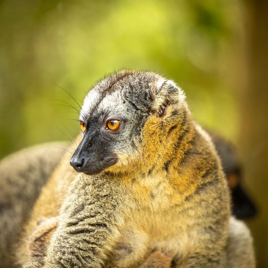 Lemur, Madagascar.
.
.
#lemurs #lemur #madagascar #photo #naturephotography #leica #nature #natgeo #natgeoyourshot #hasselblad #canon #gallery #artgallery #photogallery #nature #animals #wildlife #protectearth #travel #travelphotography