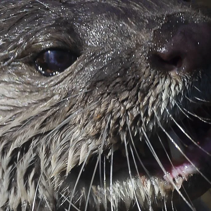 447A5613el otter and fish d.jpg