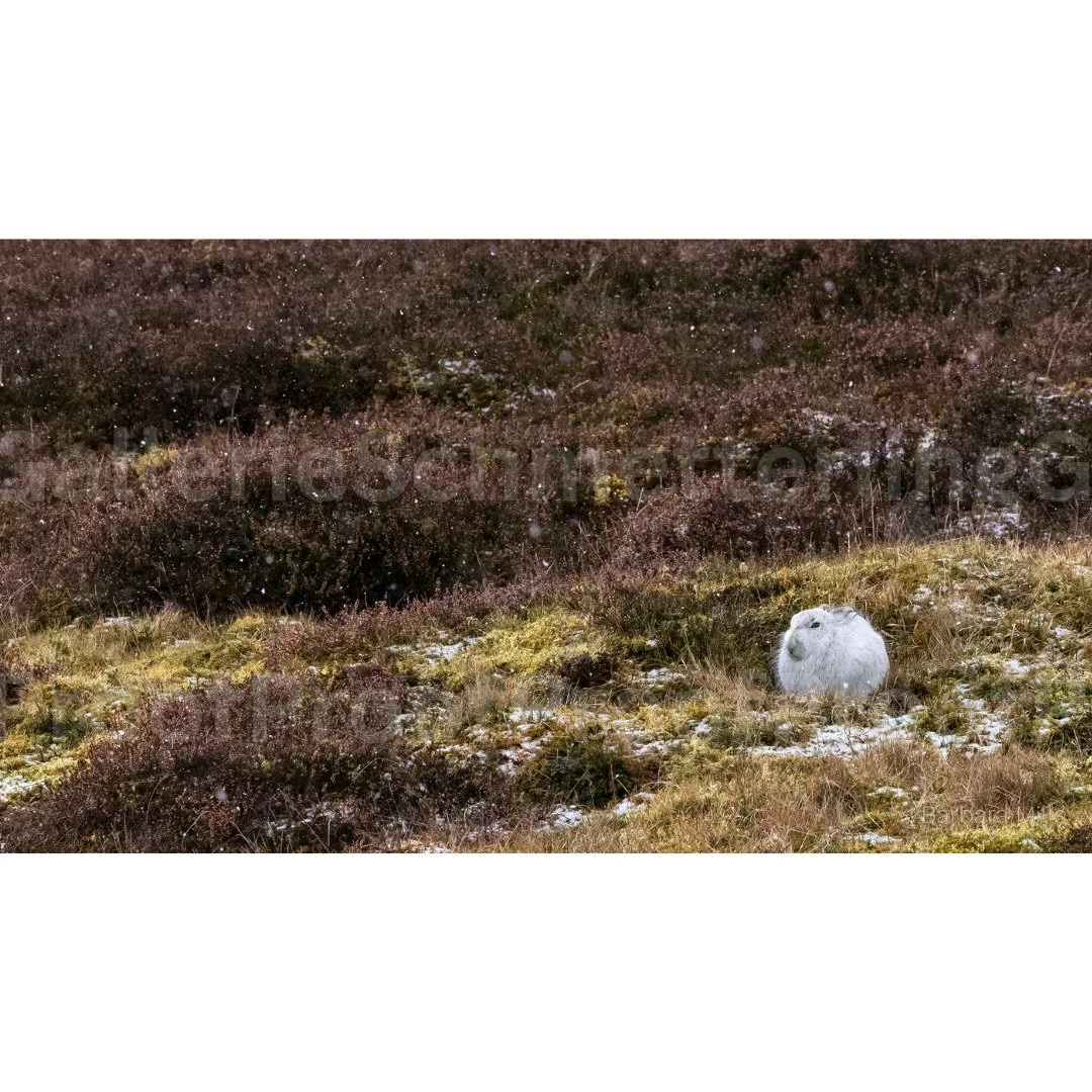Art in Focus: Waiting for Snow

A moment held in stillness &mdash; a mountain hare in winter coat, poised before change.

Limited edition of ten.

Only ten collectors will ever hold this moment of hush across the valley.

https://www.gallerieschmette