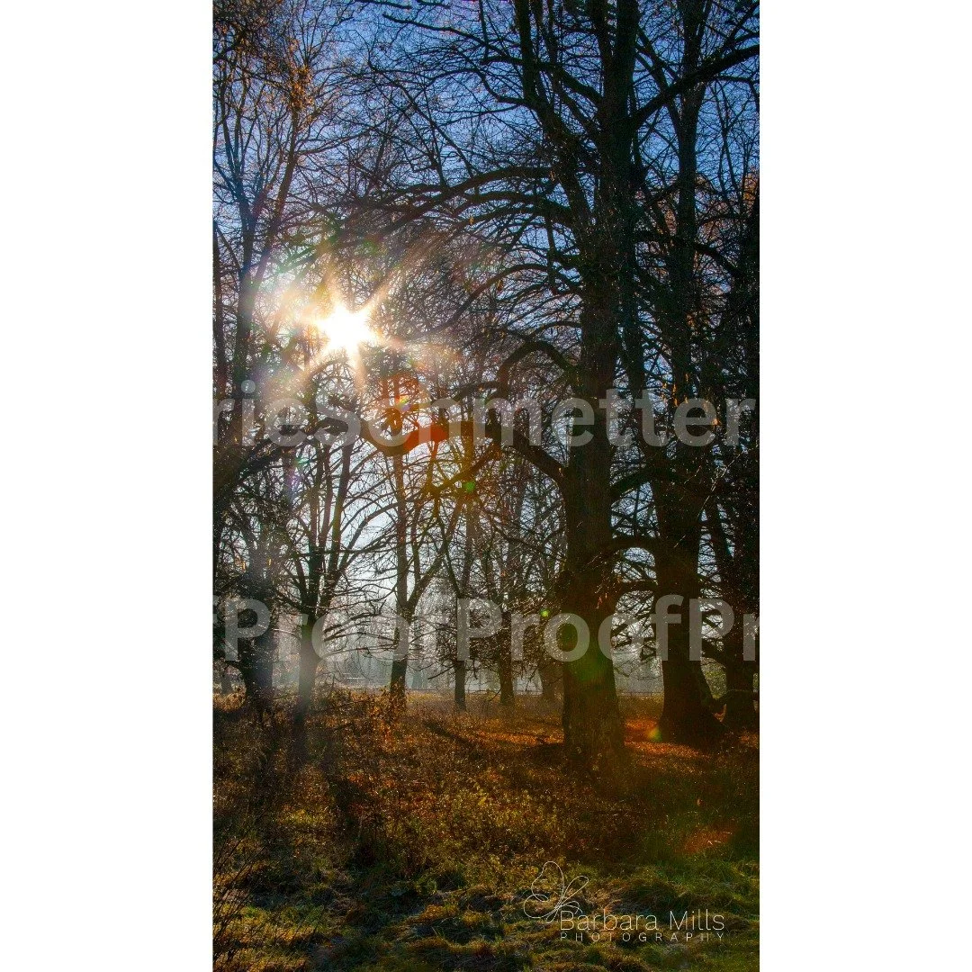 &ldquo;Mist Through the Trees&rdquo;

There&rsquo;s something quietly timeless about mornings like these &mdash; when the forest stands still, wrapped in its own breath.

Mist Through the Trees captures that fleeting calm &mdash; where light becomes 