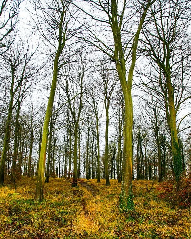 Print of the Month &mdash; November

Light drifts through the canopy at Friston Forest, revealing a quiet geometry of trunks and shadow. The last of the leaves hold their place, a whisper of autumn before the forest exhales into winter.

Friston Fore