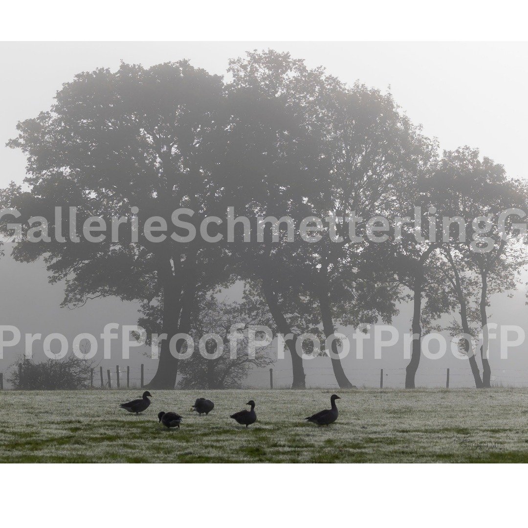 There&rsquo;s something about mist.

It softens everything.
The edges. The noise. The rush.

'Geese in the Mist' was captured in one of those moments where the world feels hushed &mdash; when the landscape seems to hold its breath just for a while.

