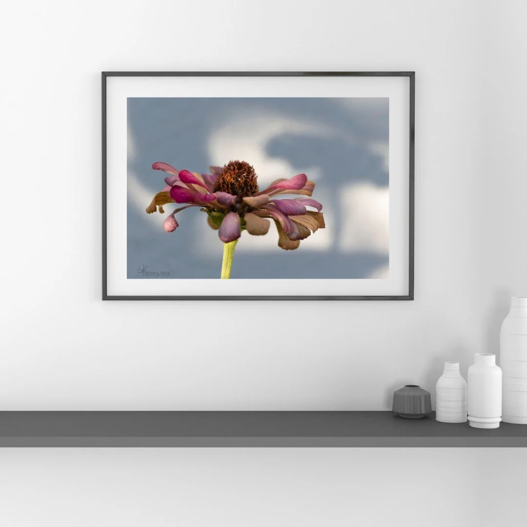 Not every photograph asks for attention straight away.
Some linger &mdash; and those are often the ones people come back for.

Shaded Bloom is available now as a signed, limited edition fine art print, ready in time for Christmas.

The gallery is ope