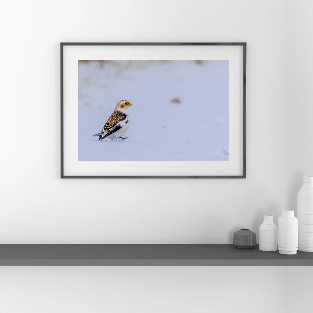 The gallery reopens today.

A new year, but the same quiet invitation &mdash;
to slow down, to look carefully, and to choose what resonates.

I&rsquo;m looking forward to welcoming you back.