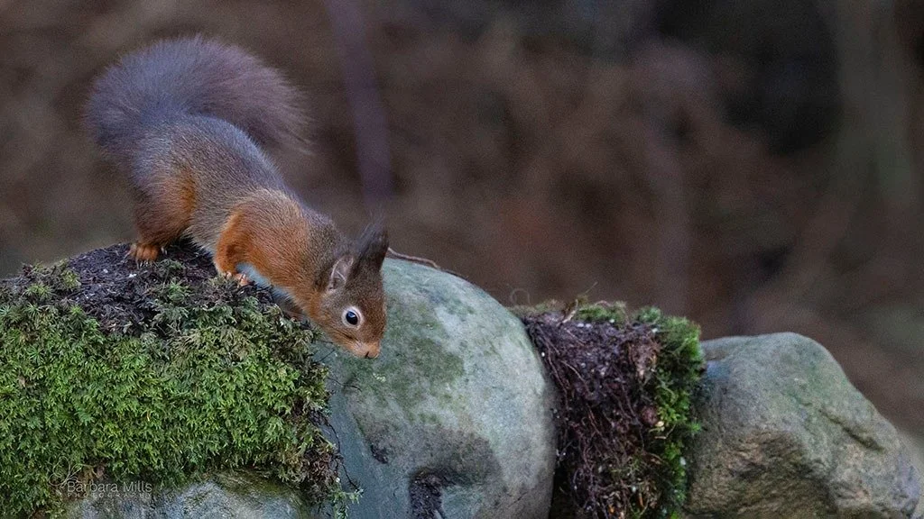A small pause in winter.

Winter Red captures a red squirrel stopping to drink, looking at its reflection briefly held on the surface of the water. It&rsquo;s a gentle reminder that even in the colder months, there are moments of softness and attenti