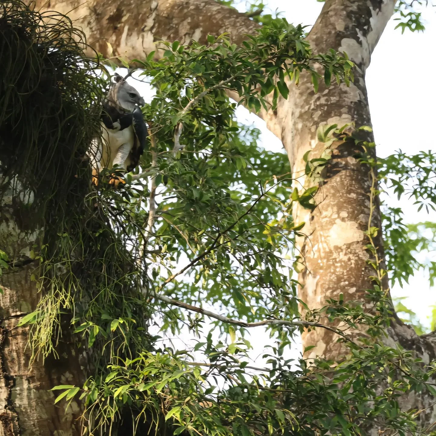 Watching quietly 🤫