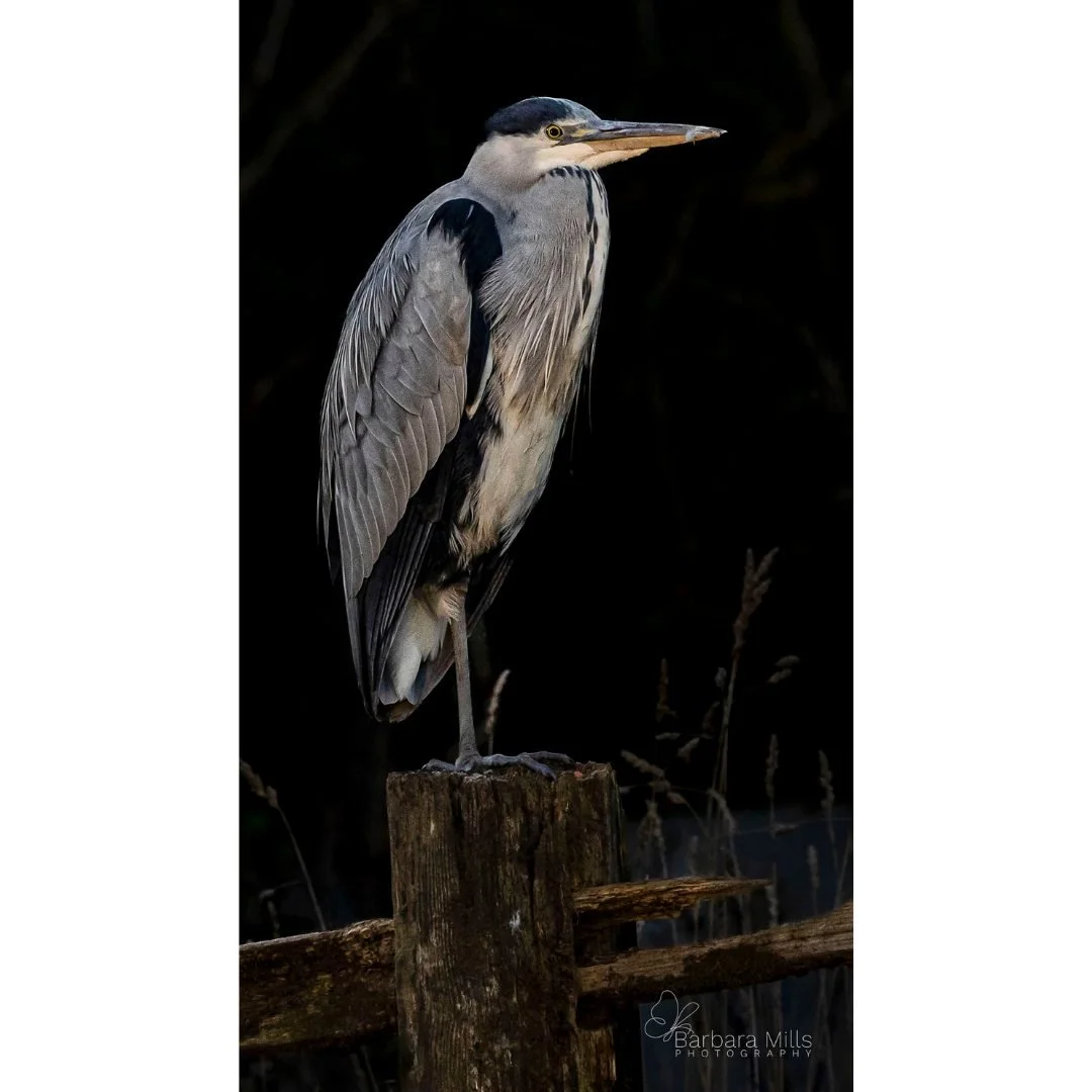 A quiet moment with a heron, settled so completely into its surroundings it was almost invisible in plain sight. 

There&rsquo;s a calm patience about them &mdash; as if they&rsquo;ve simply decided to wait and let everything else pass by. It&rsquo;s