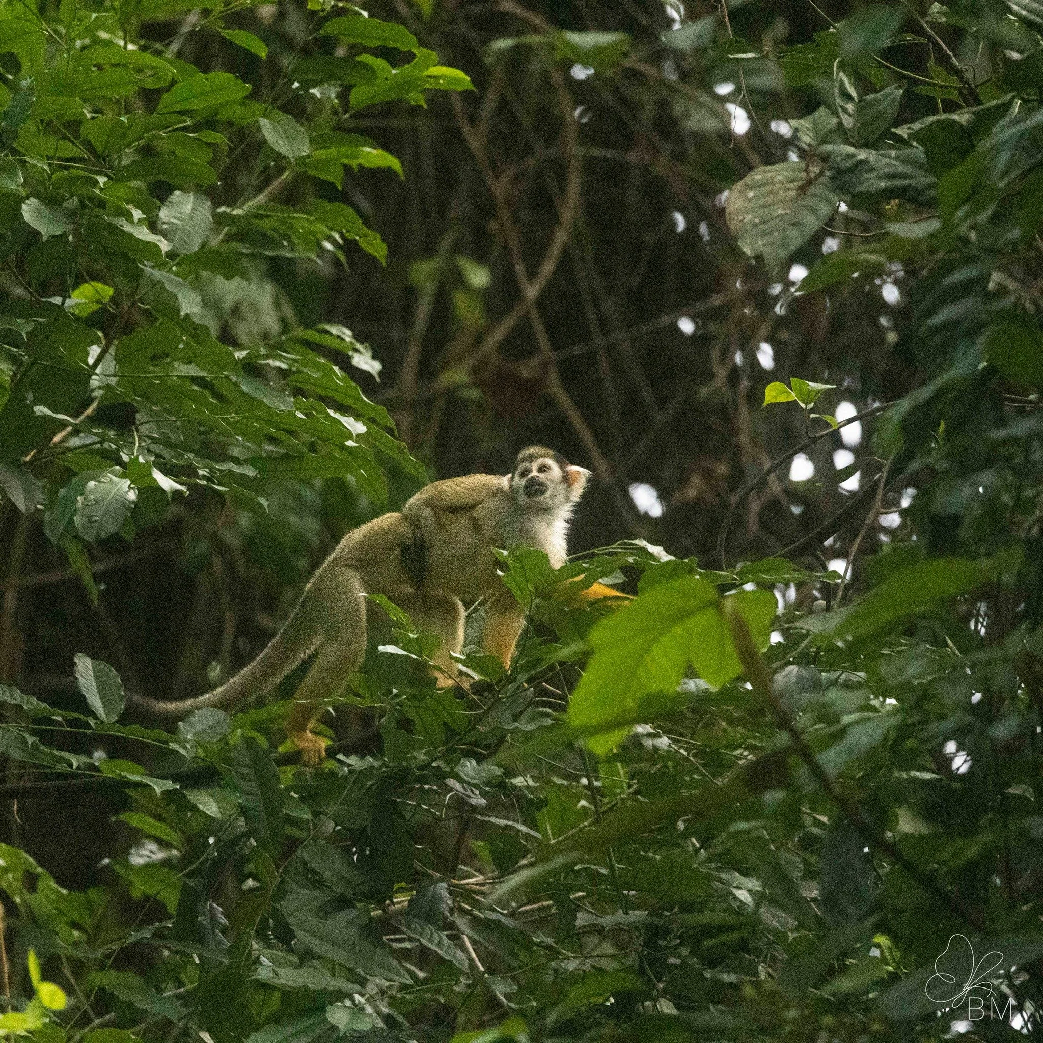 Glimpses of life in the canopy.

I&rsquo;m still working through the images from Guyana &mdash; moments of light, movement, and encounters that take time to settle.

There will be new photographs, and a series of blog posts, as the work begins to fin