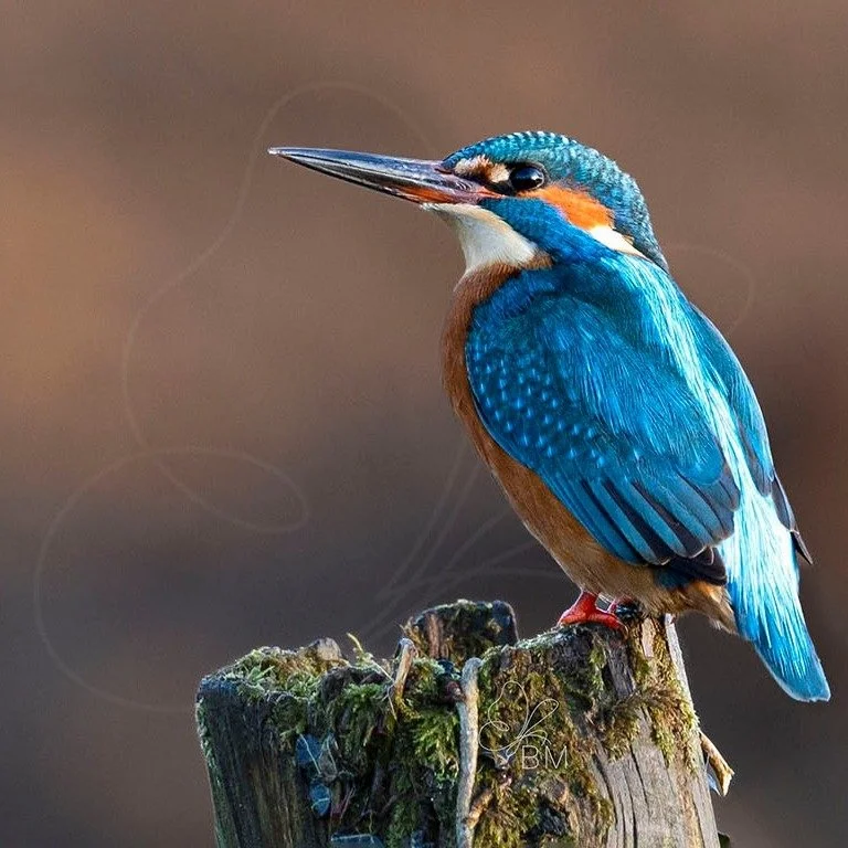 For now&hellip; it&rsquo;s website work. I know exactly where I&rsquo;d rather be &mdash; in a hide, waiting for a flash of blue. 

Until then, this one is available in the gallery and online for anyone who&rsquo;d like their own little burst of suns