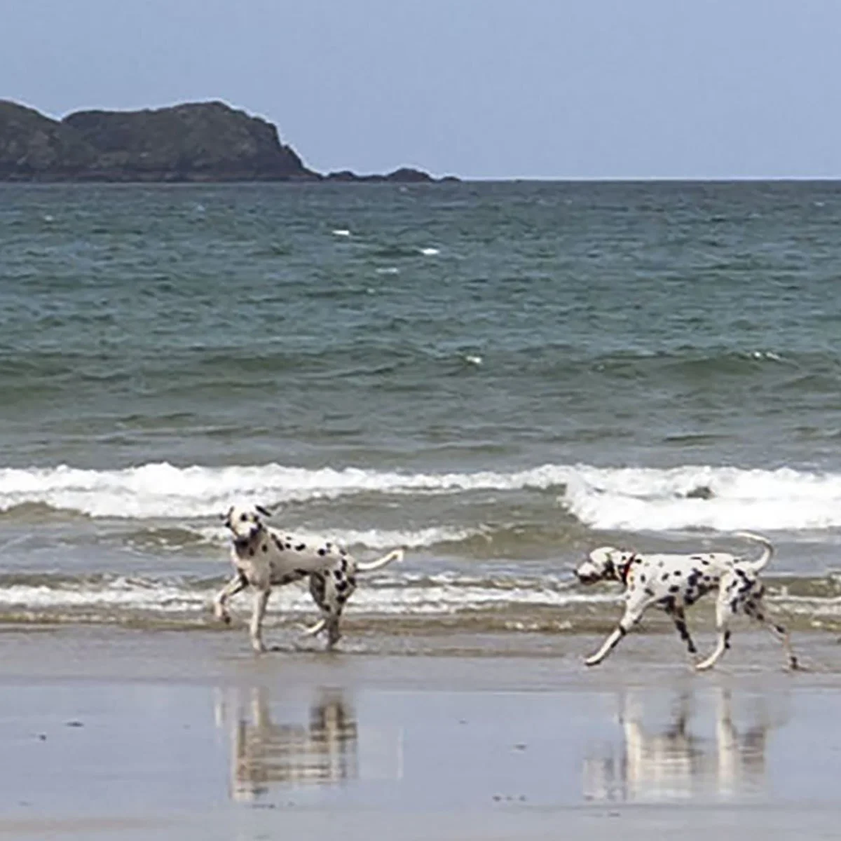 447A3849el dogs life d.jpg