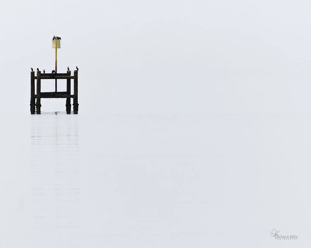 447A2226el w.jpg