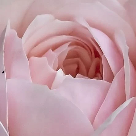 447A9529ela english rose d.jpg