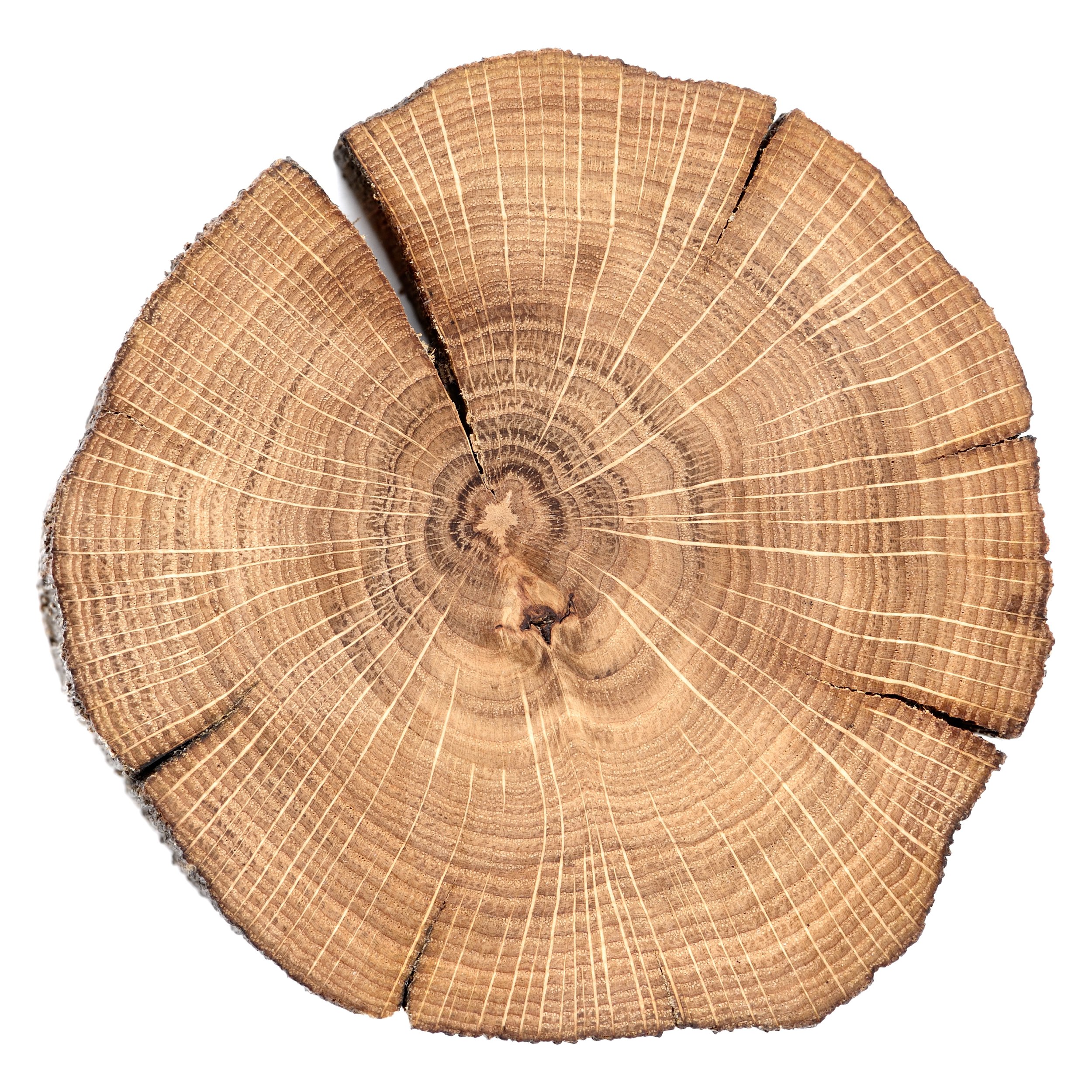 Oak-cracked-split-with-growth-rings-isolated-502013540_2748x2748.jpeg