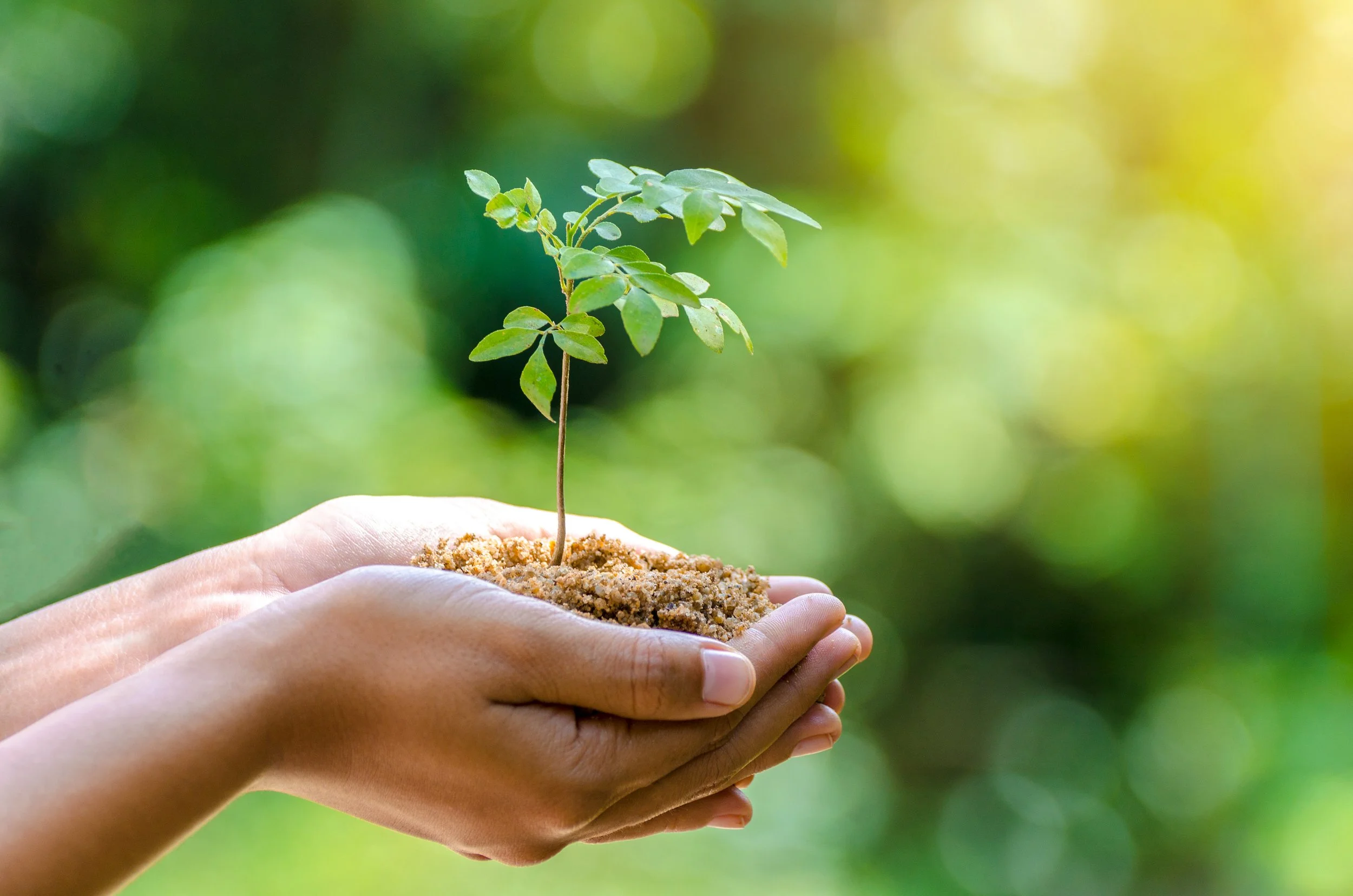 In-the-hands-of-trees-growing-seedlings.-Bokeh-green-Background-Female-hand-holding-tree-on-nature-field-grass-Forest-conservation-concept-900905150_5928x3926.jpeg