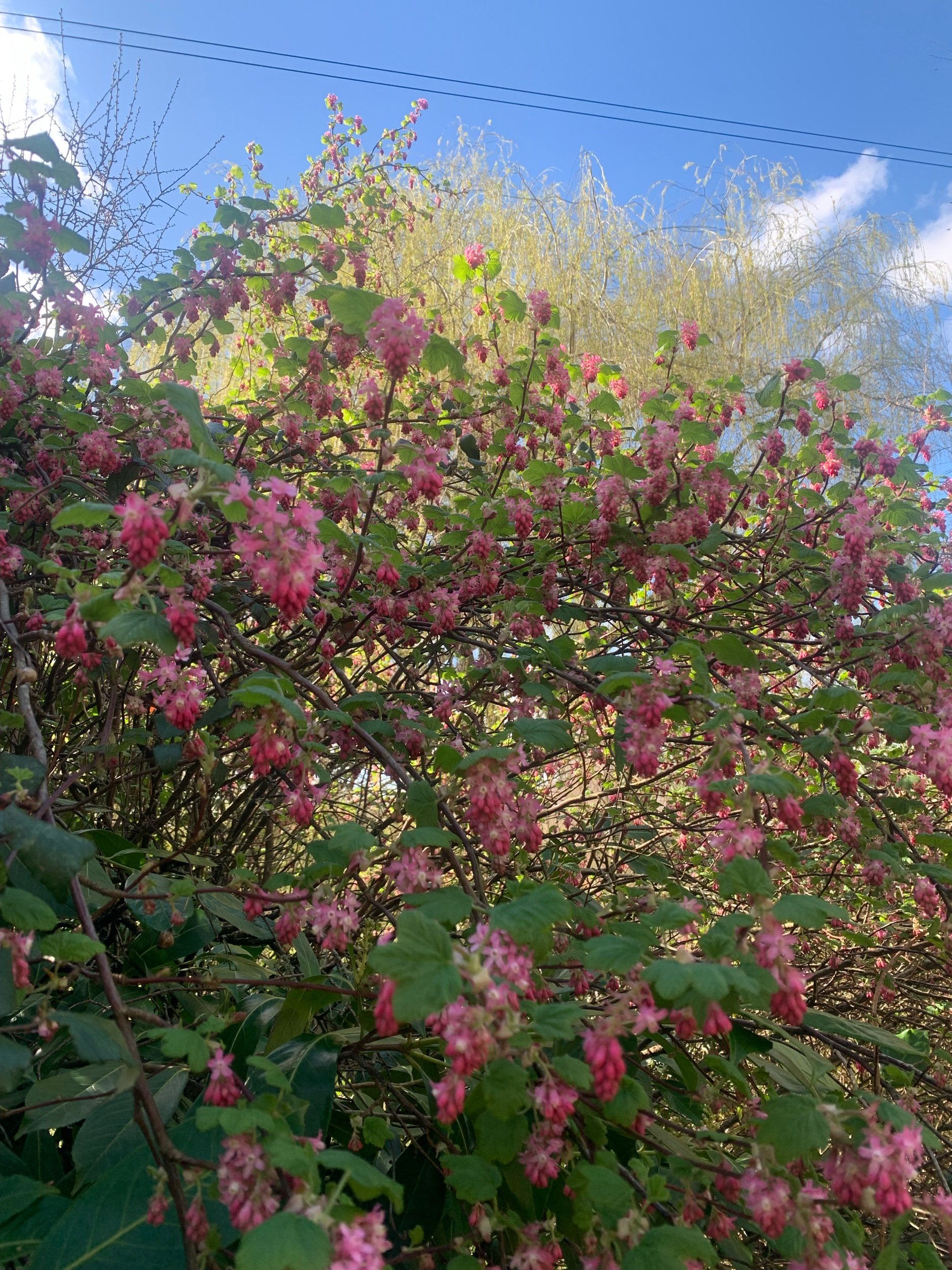 IMG_1222.jpeg