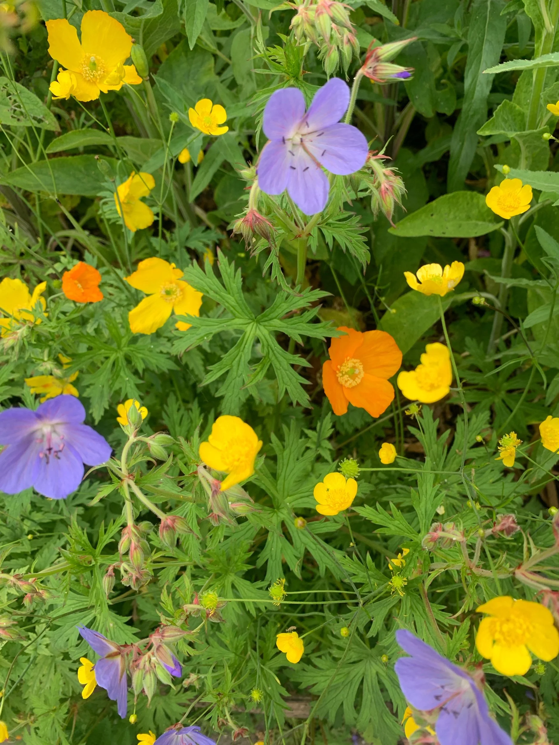 IMG_4123.jpeg