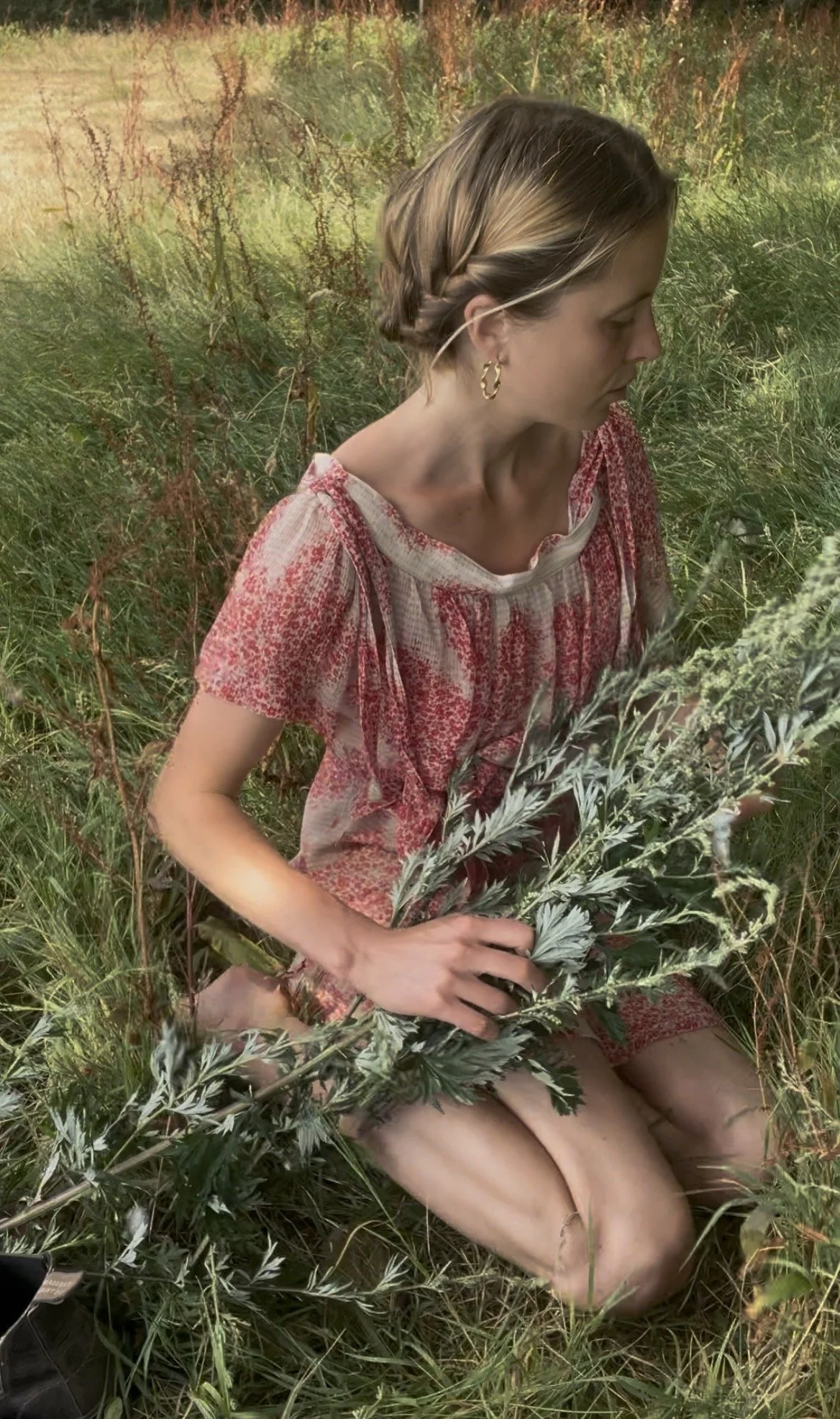 Mugwort