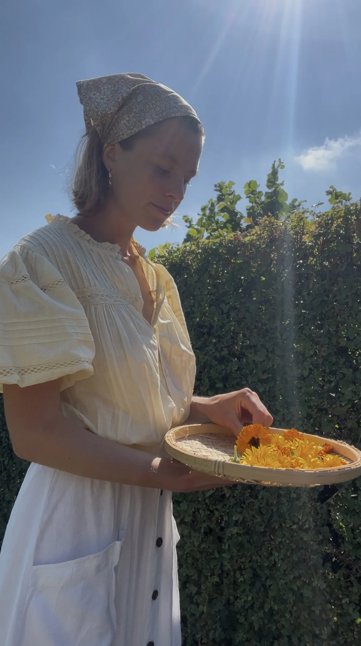 Calendula