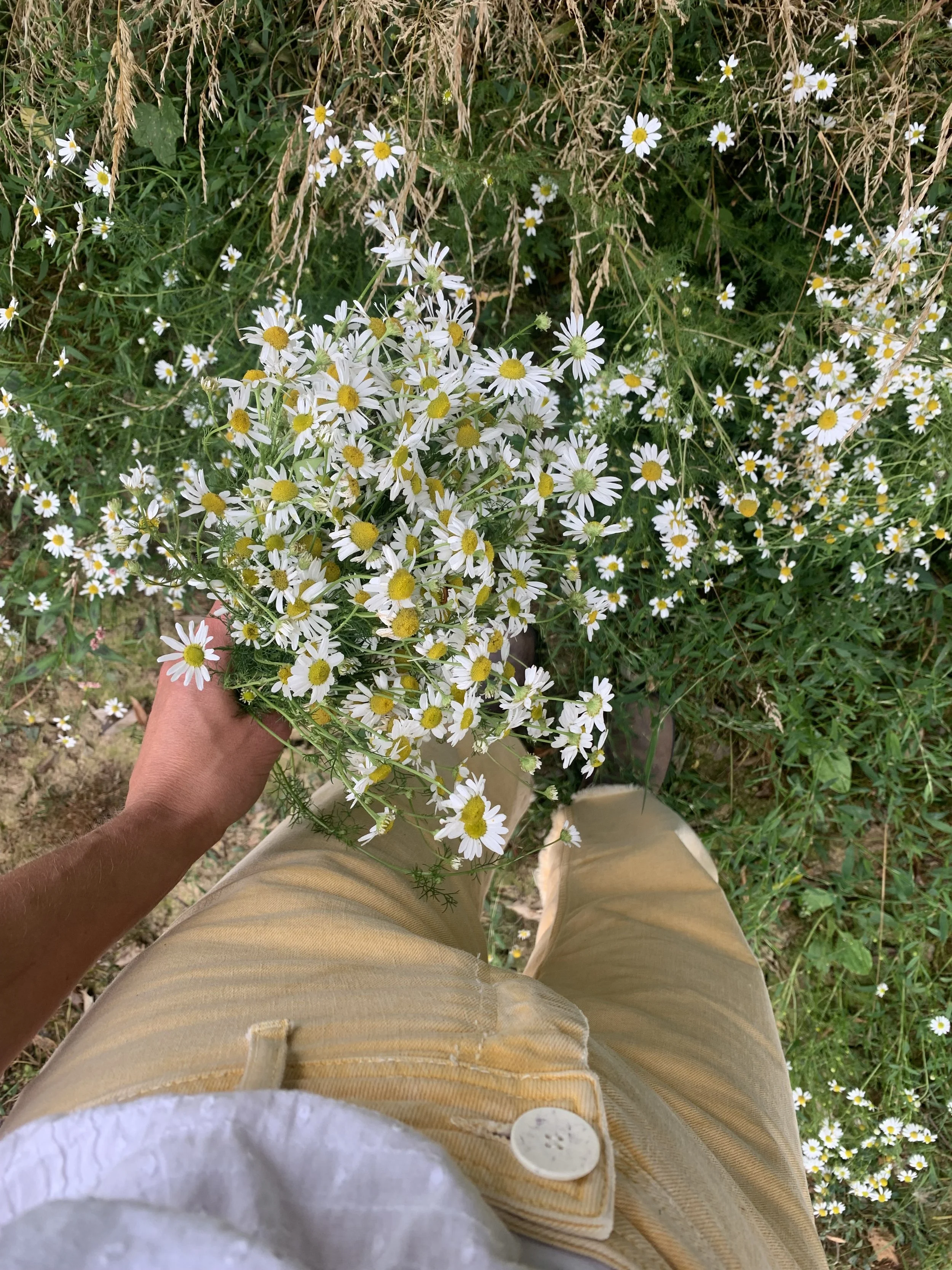 A person holding a bouquet of small white daisies with yellow centers, standing in a field of similar flowers and other green plants.