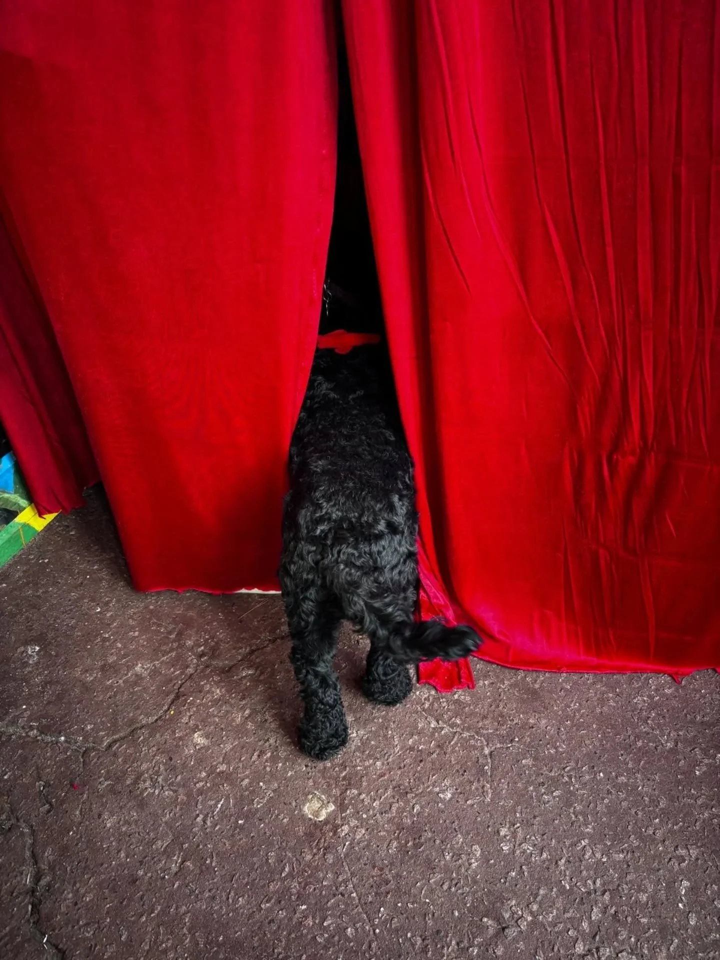 Follow the pooch into the Goat Ledge Grotto to find out how much you raised for the @hastingsrnli yesterday.. 🎅 

​Seeing so many happy faces and feeling that true Christmas spirit in the air was incredibly festive! 🎄 

And through kind donations b