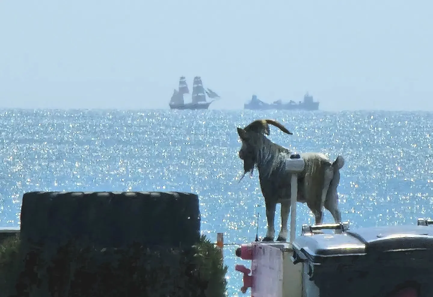 Did you know that before choosing the career path of a static goat sculpture, this guy wanted to be a pirate? Today made him question his choices 🏴&zwj;☠️ 

#wrongcareer
#goatfacts
#stleoonardsonsea
#pirateship 
#goatledge