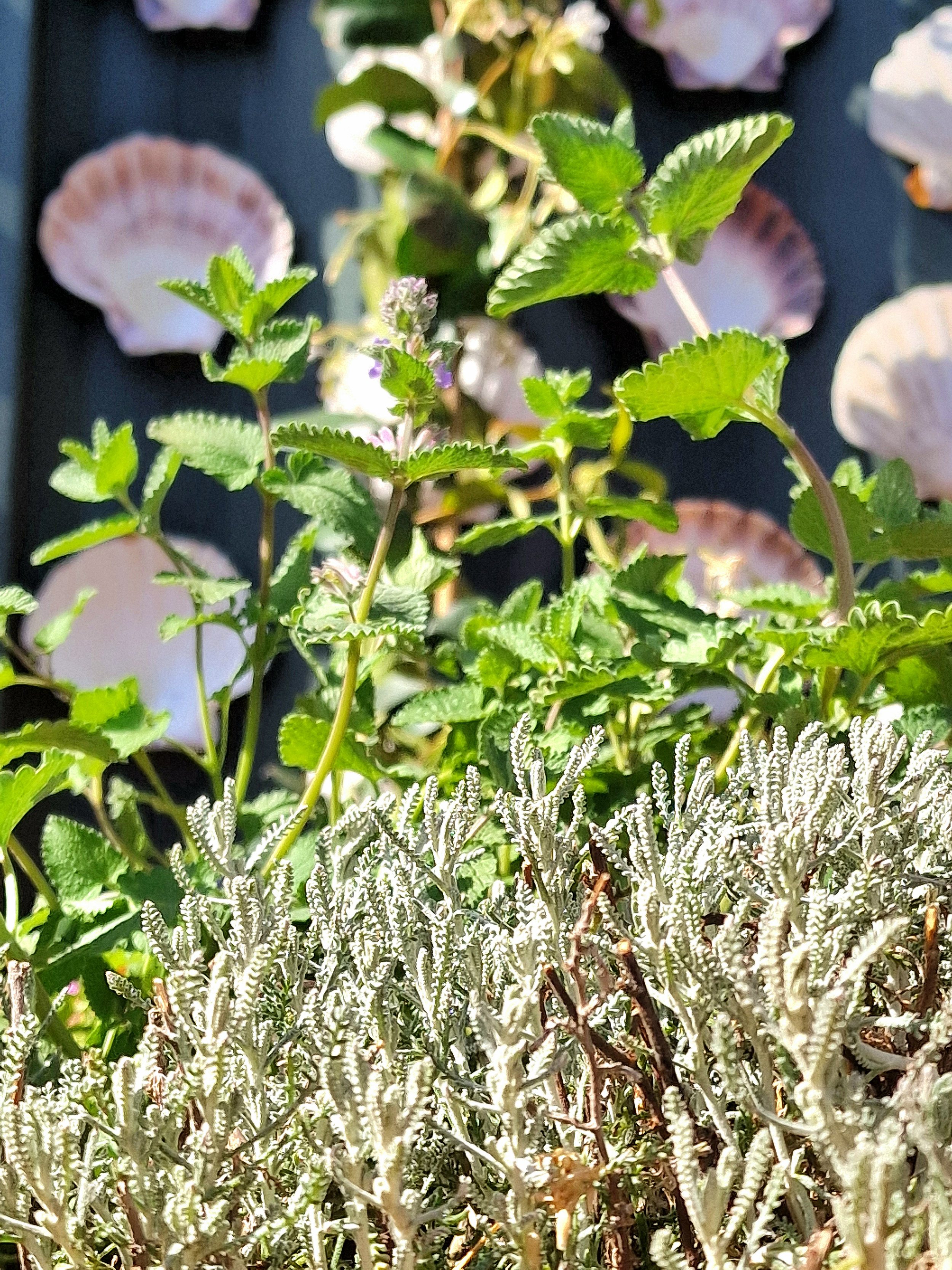 Close-up of green leafy herbs and plants, including mint and possibly thyme, growing in a garden.