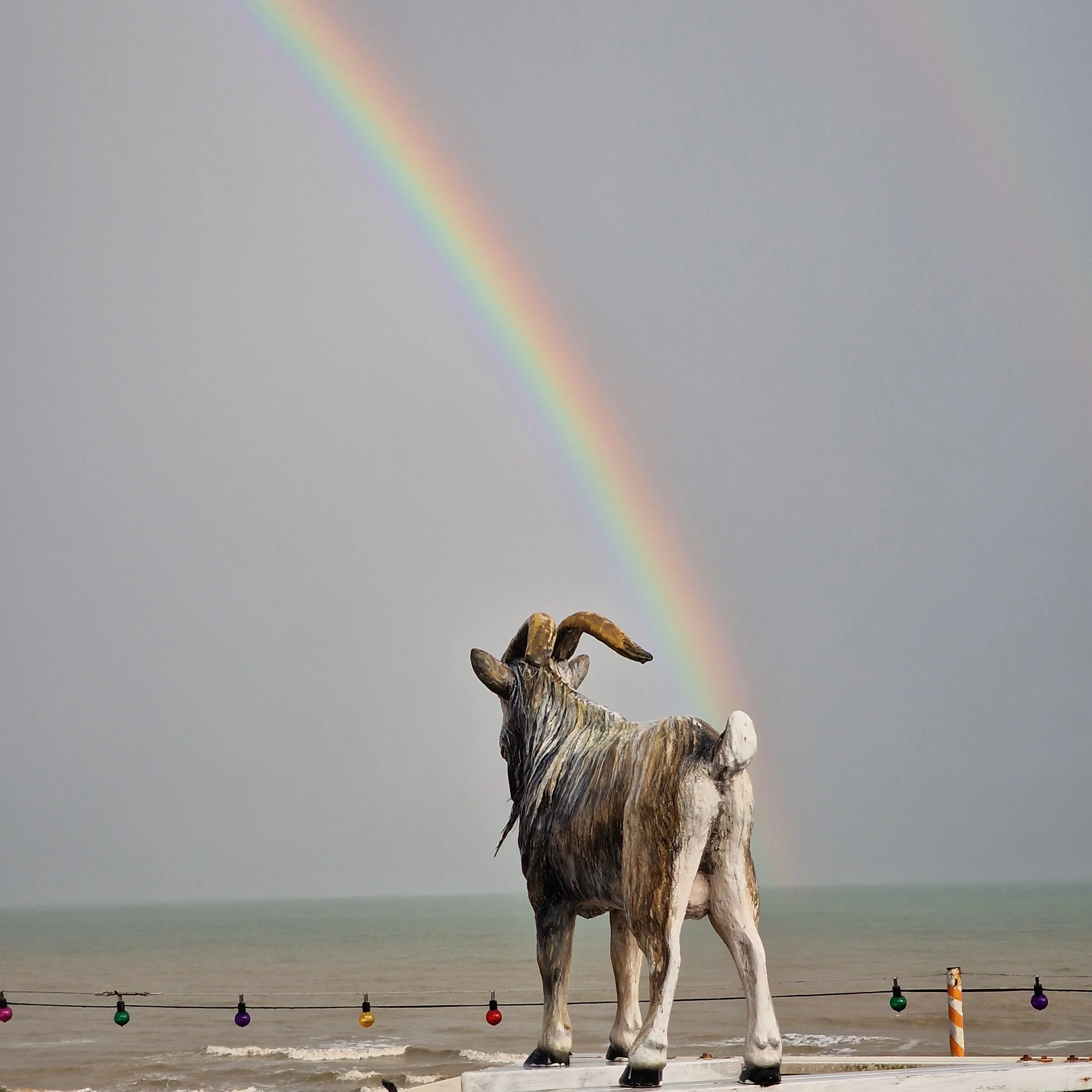 A wooden sculpture of a cow standing on a beach with a rainbow in the sky in the background. Colorful lights are hanging along the shoreline.