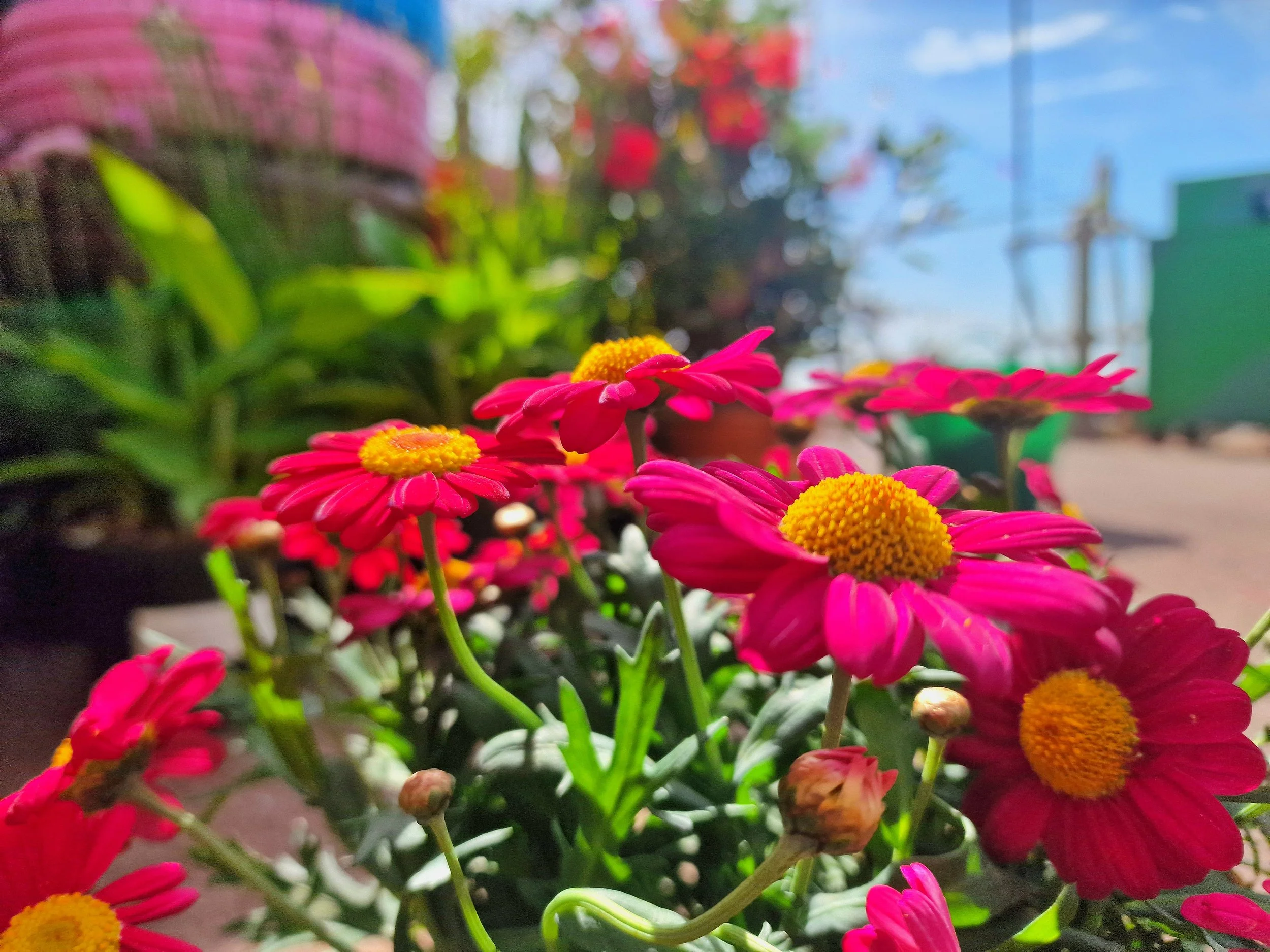 Close-up of vibrant pink daisies with yellow centers in a garden with a blurred background of sky and greenery.