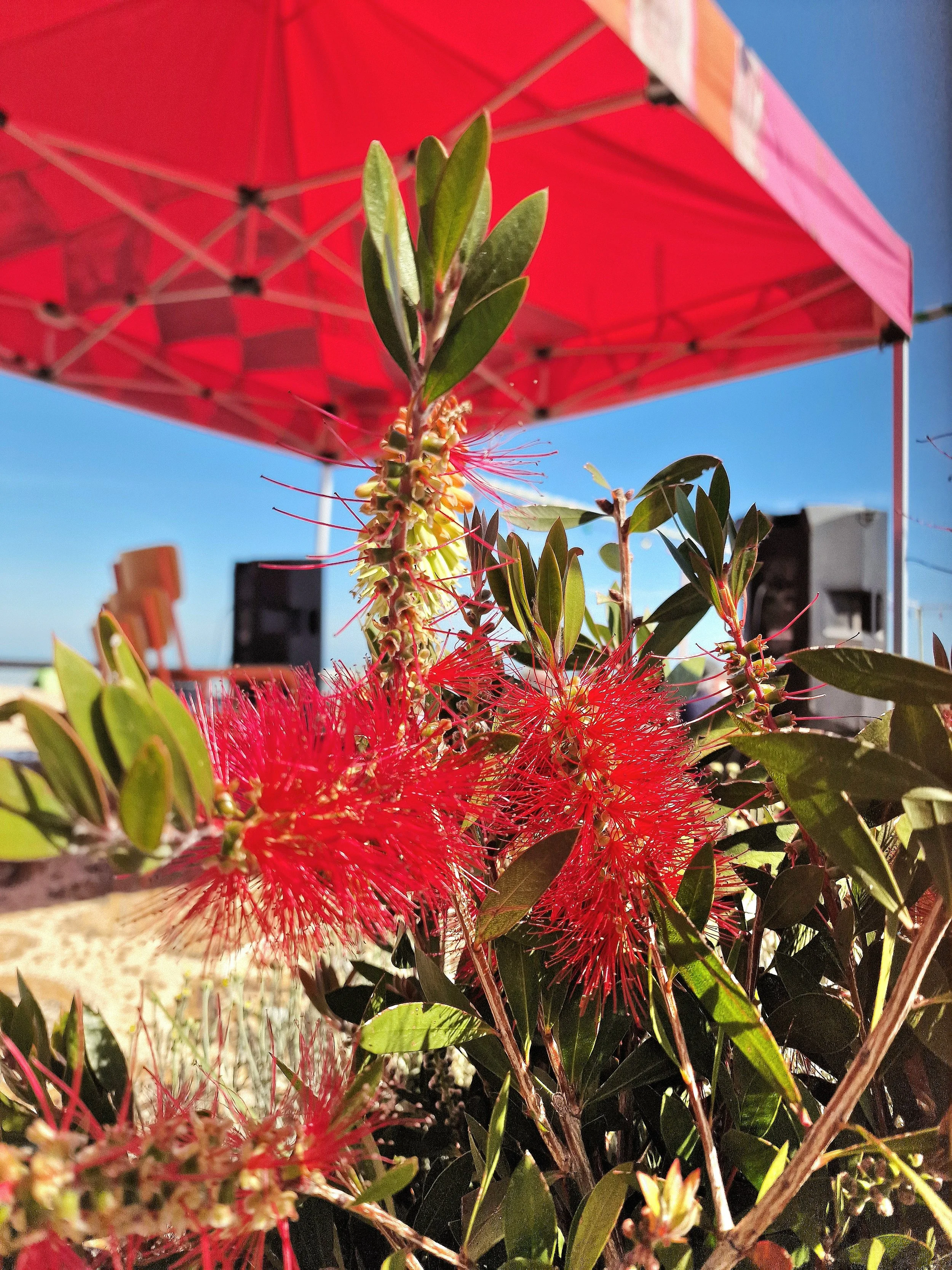 Close-up of red and yellow flowering plant with green leaves under a red canopy during daytime.